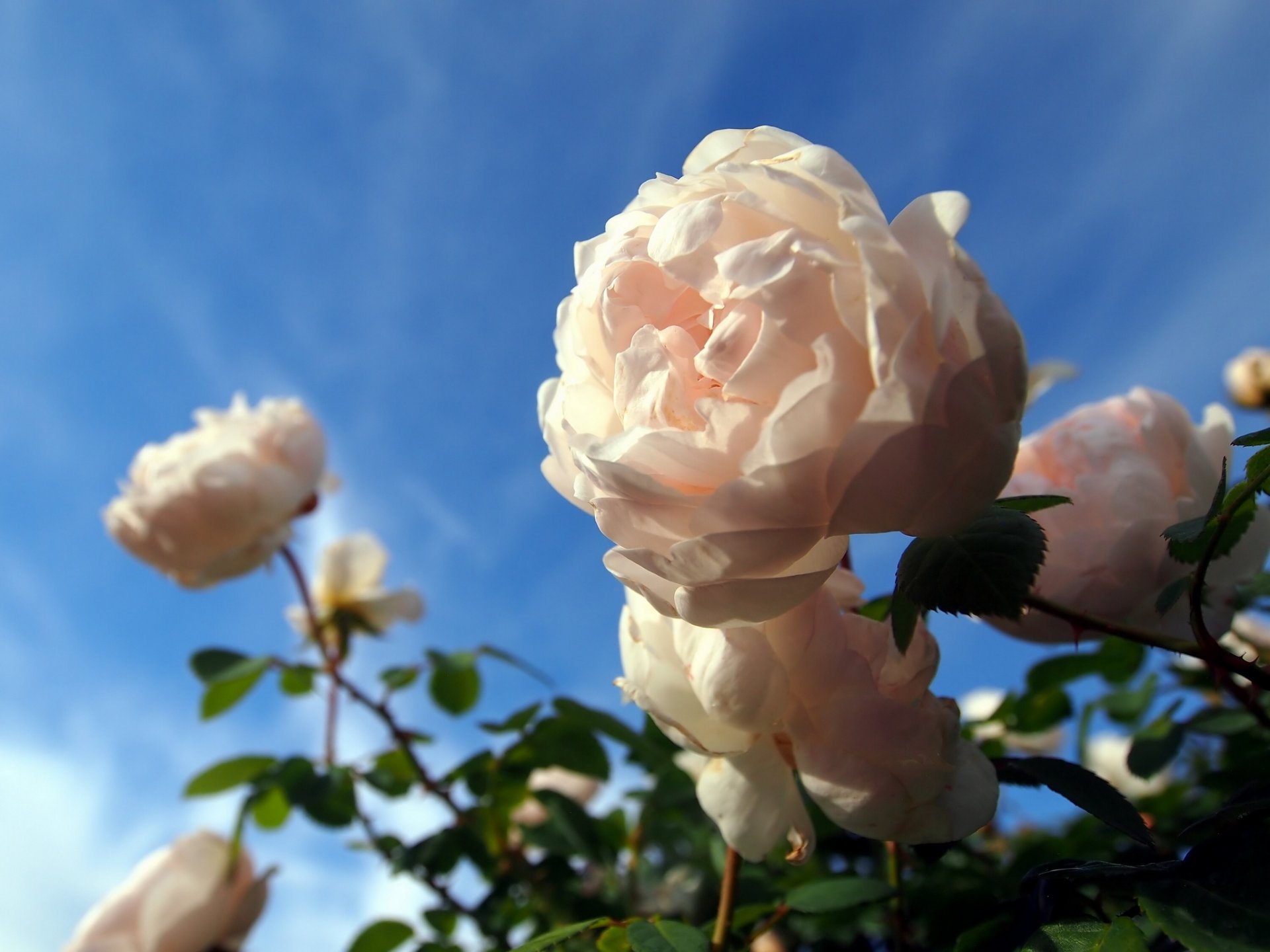 rosas rosal macro bokeh