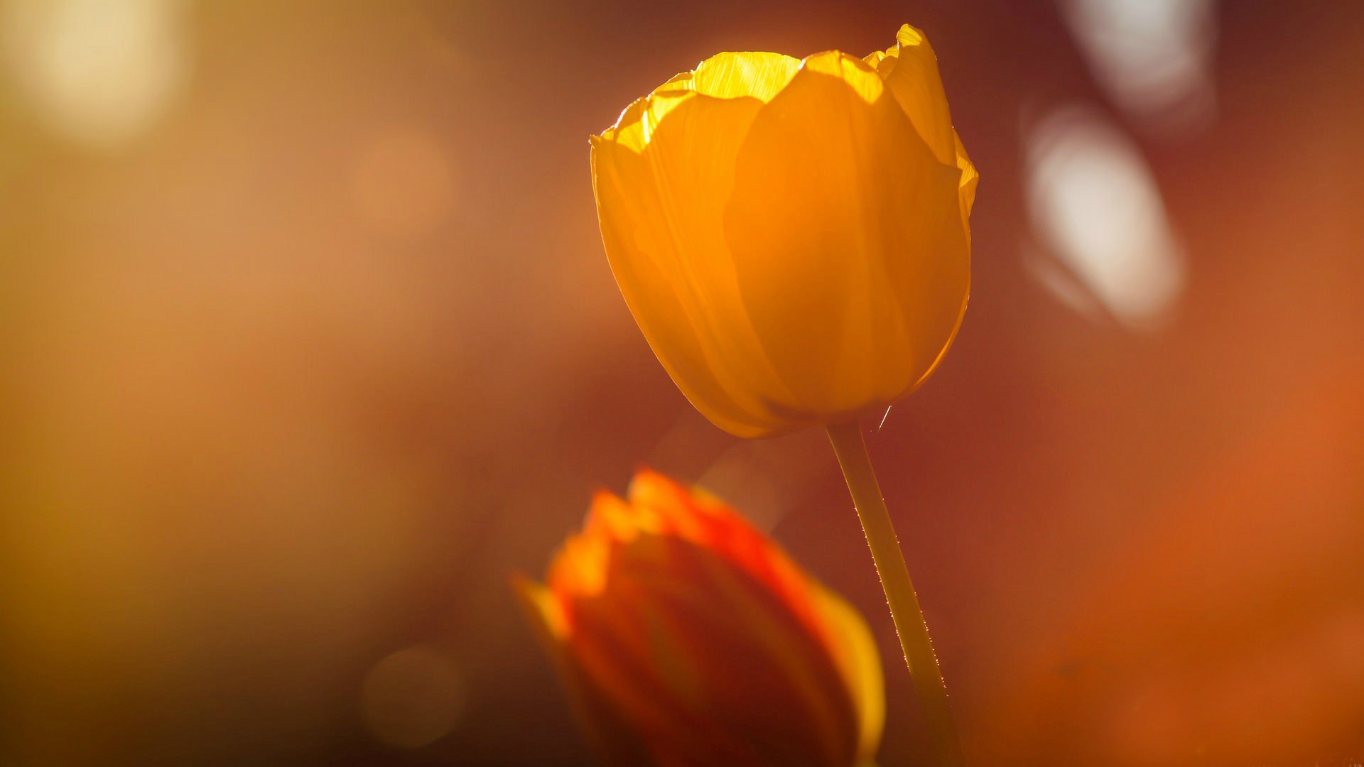 blumen blume blume tulpe unschärfe tag feld sommer tulpen