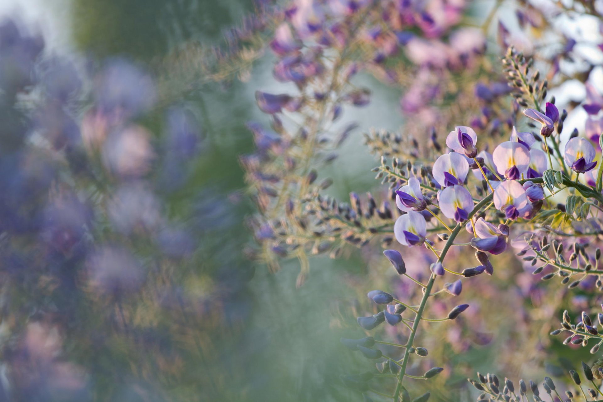 fleurs arbre floraison printemps acacia bokeh gros plan