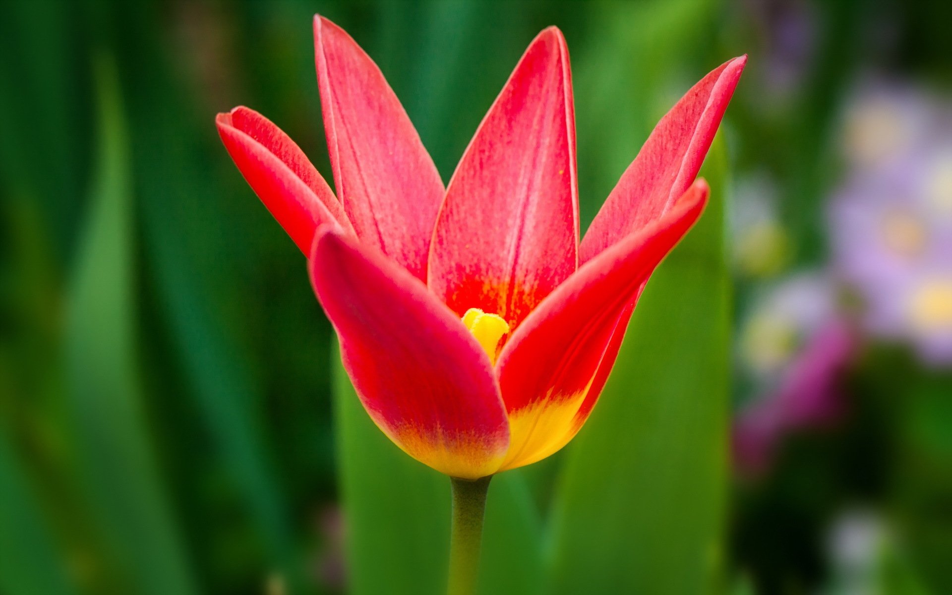 fleur tulipe nature