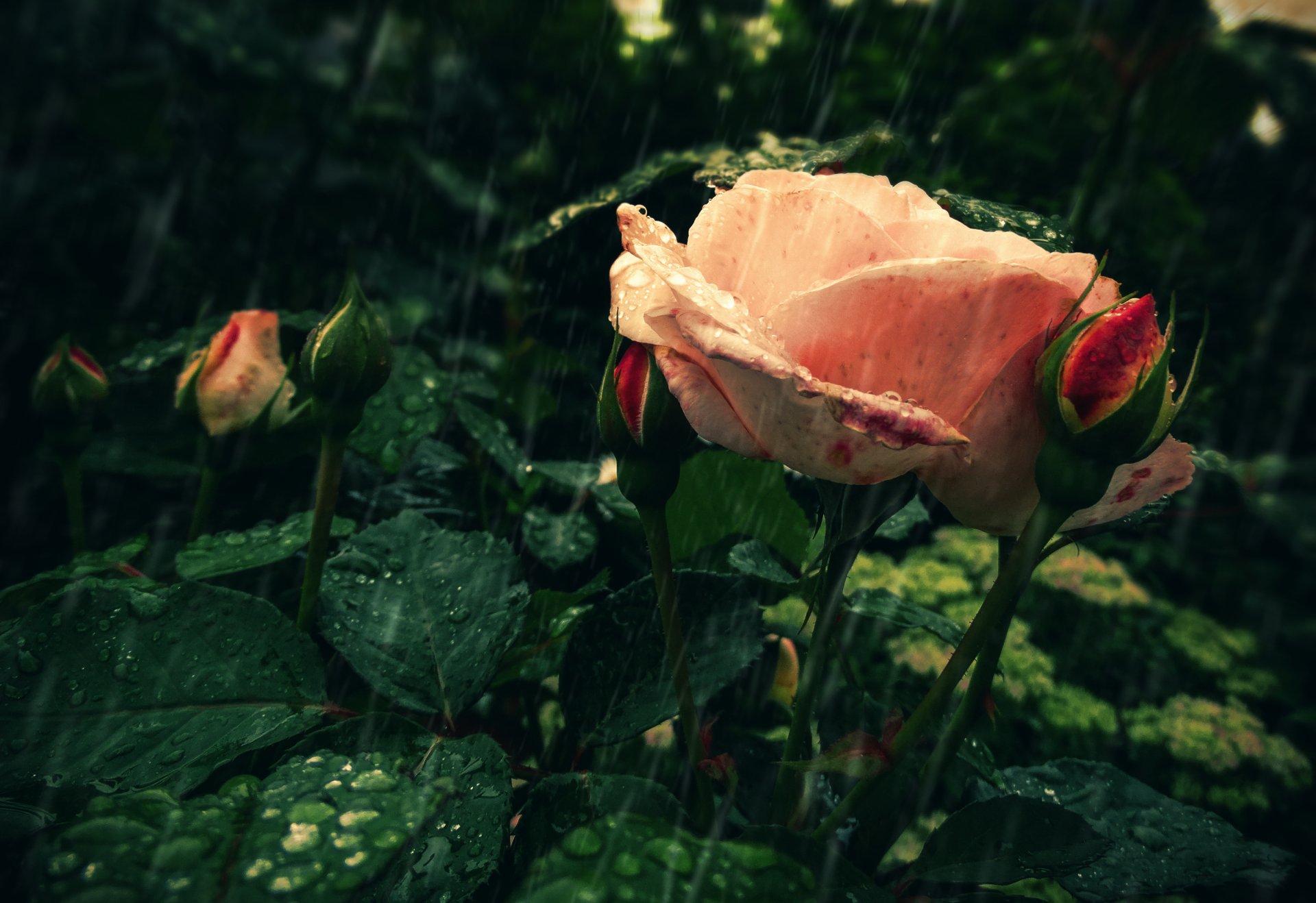 rose fleur pluie gouttes