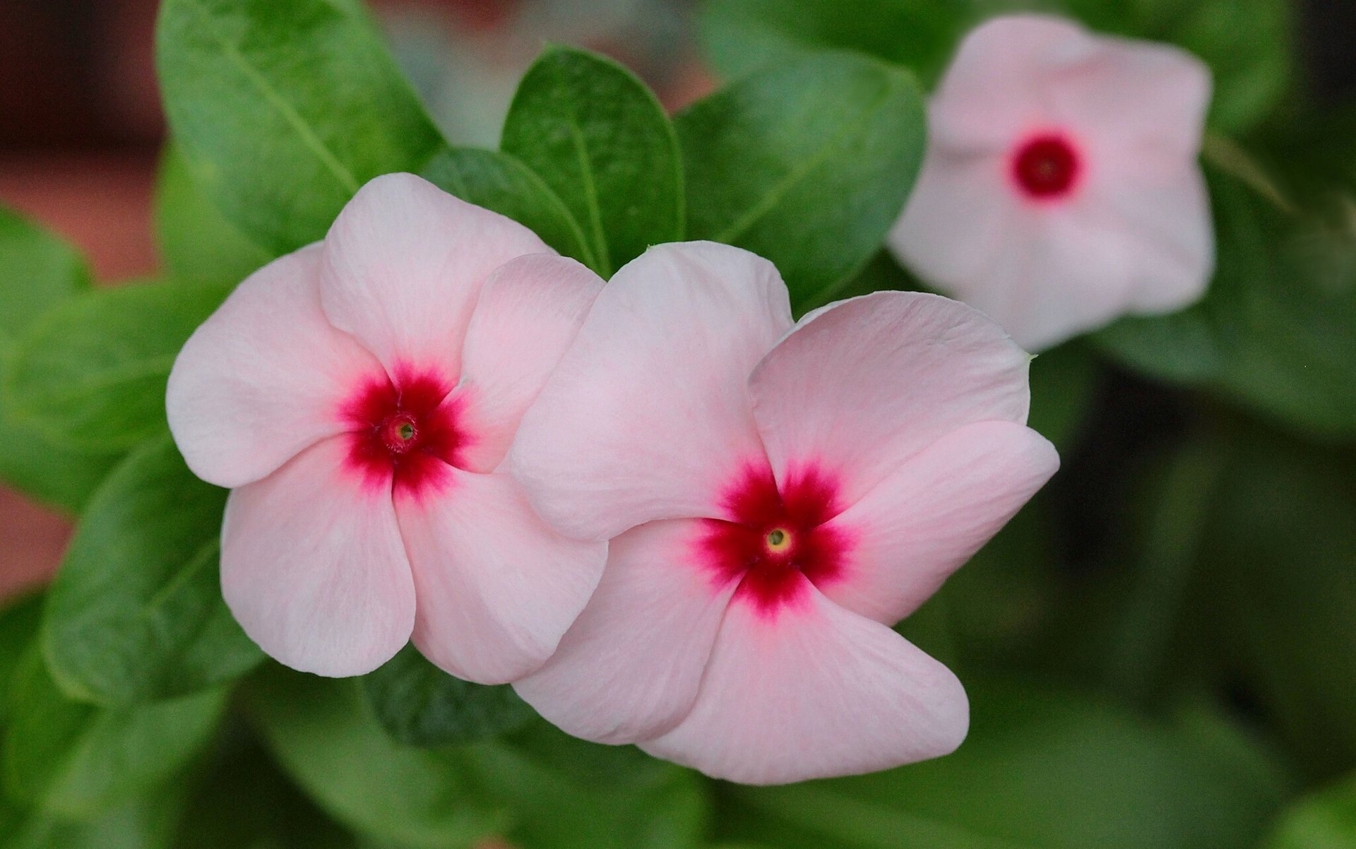 catharanthus pink close up