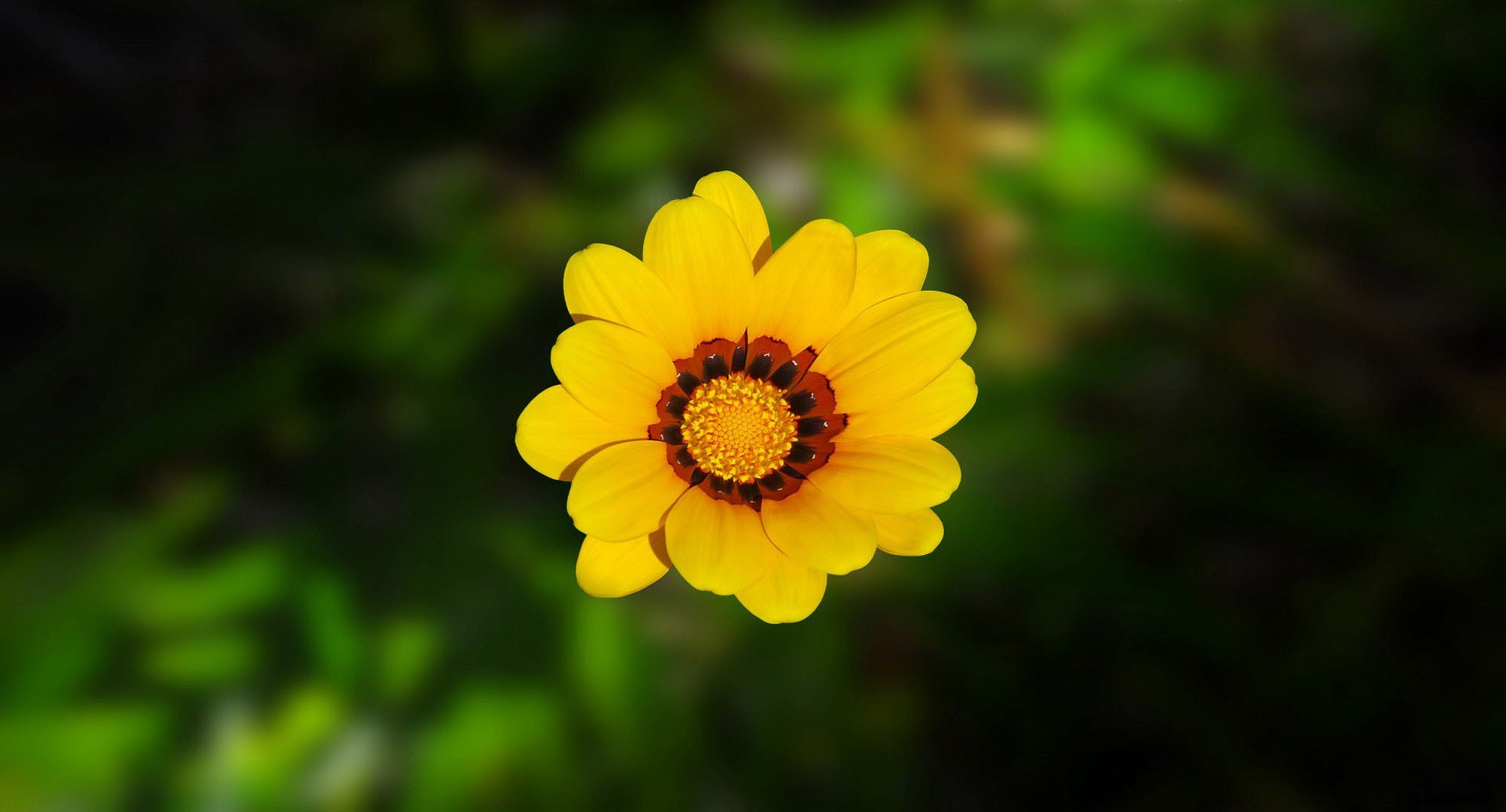 fiore petali verde sfocatura