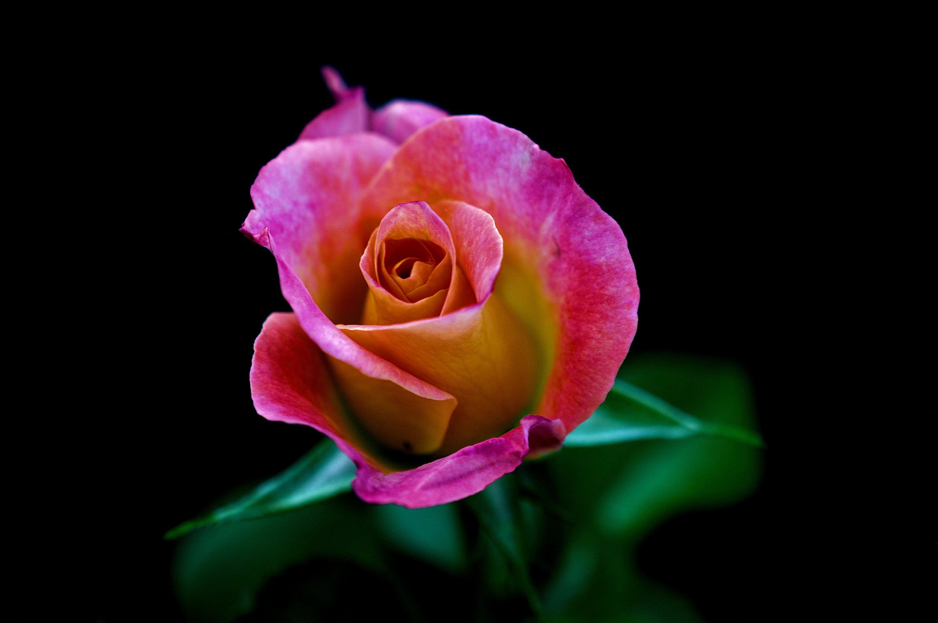 rose bud petals leaves close up background