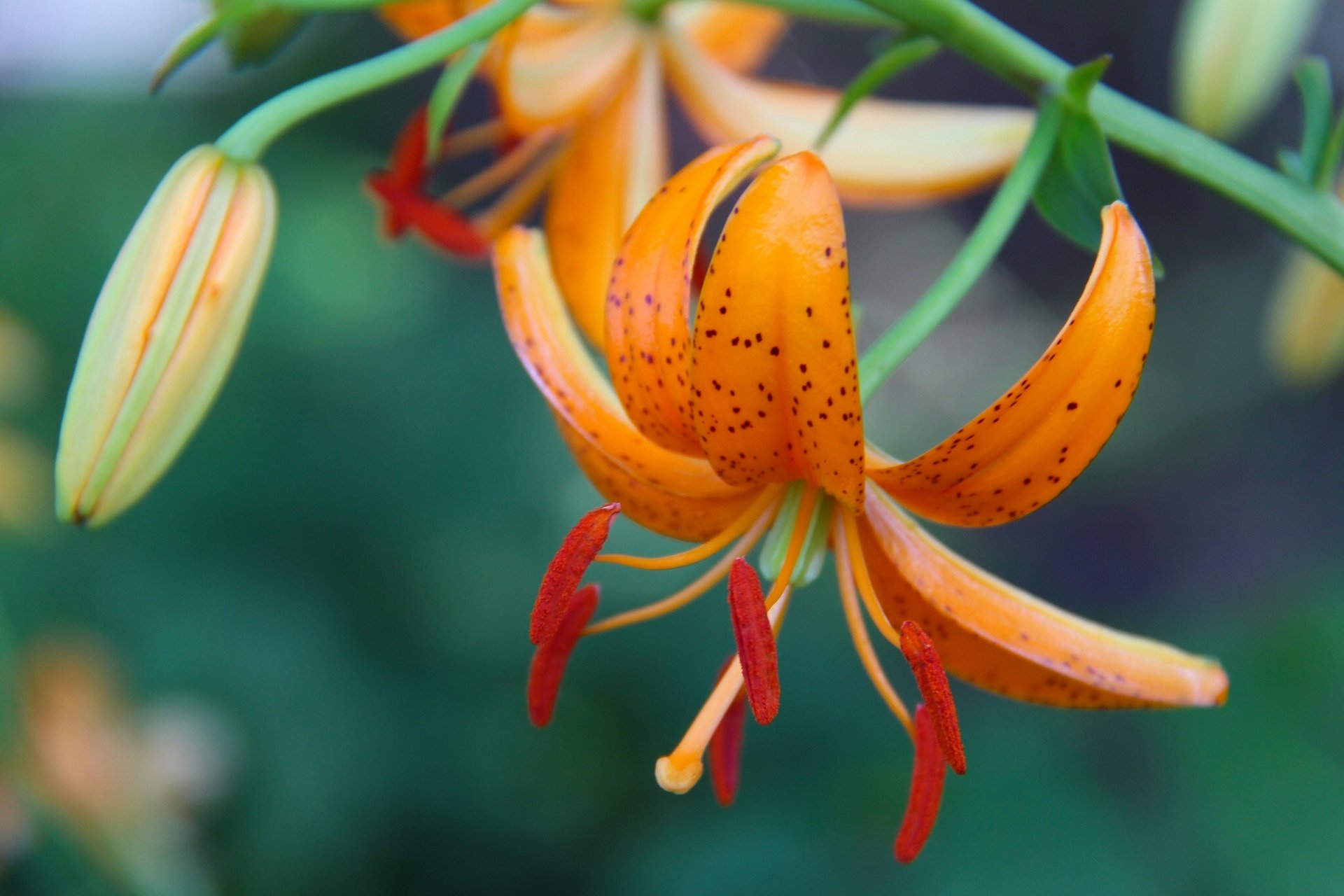 lily bud petals close up