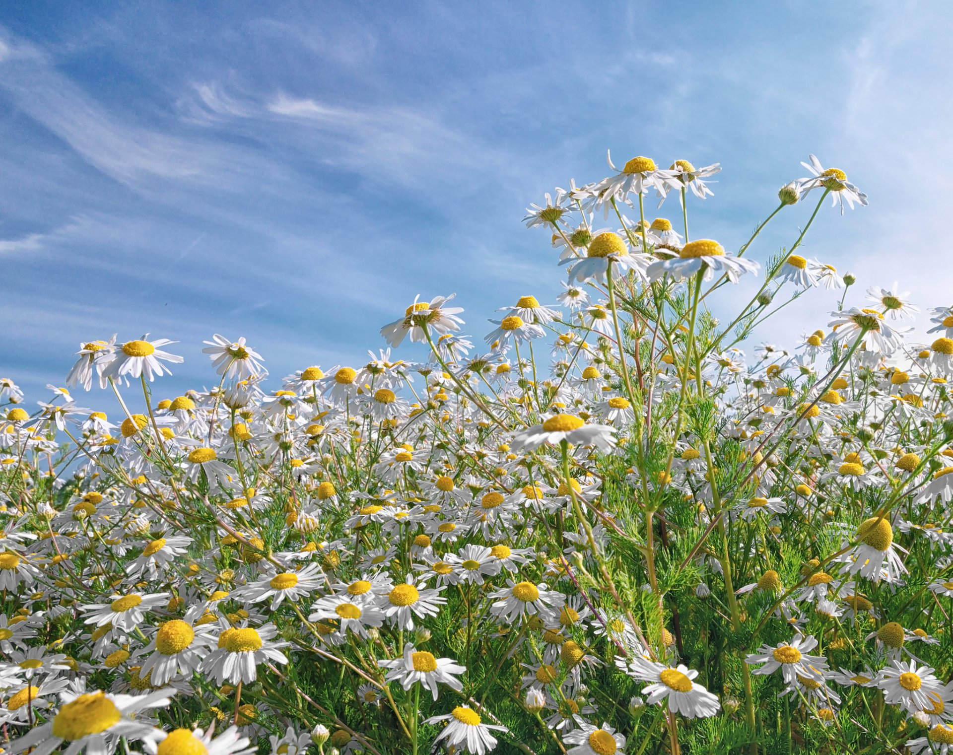 gänseblümchen wiese feld blütenblätter himmel wolken natur