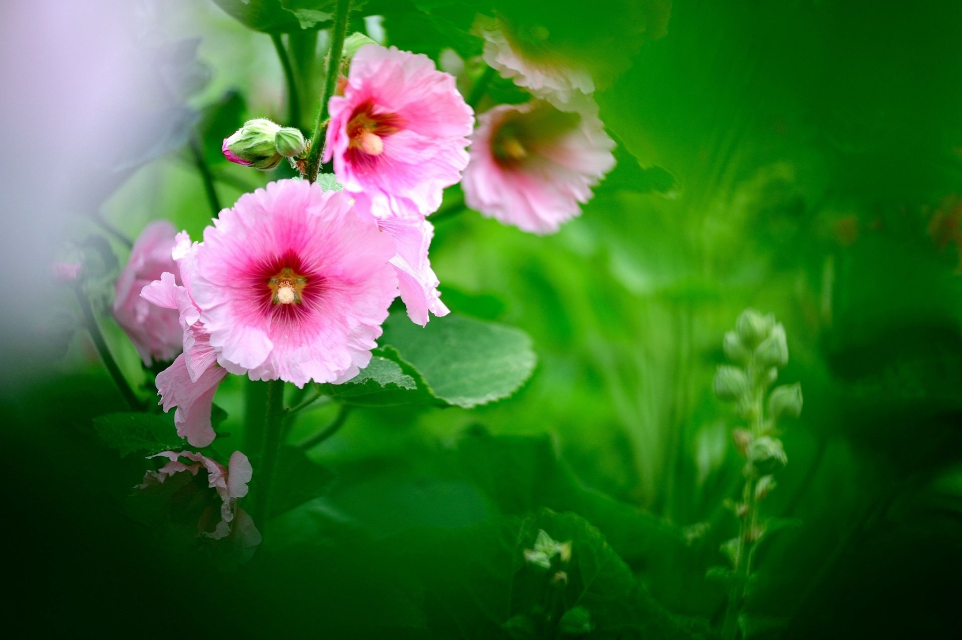 grün blätter blumen rosa malve unschärfe