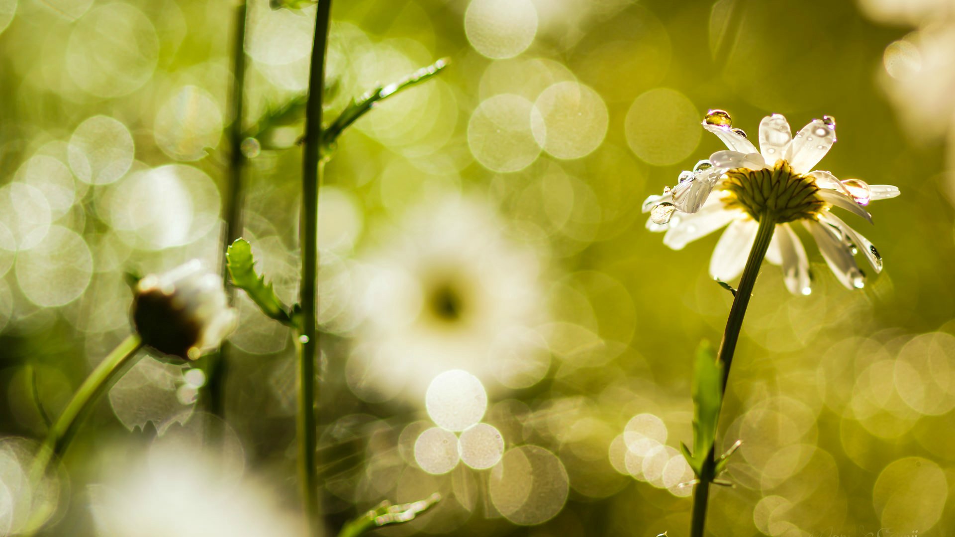 flores florete floretes manzanilla rocío desenfoque bokeh