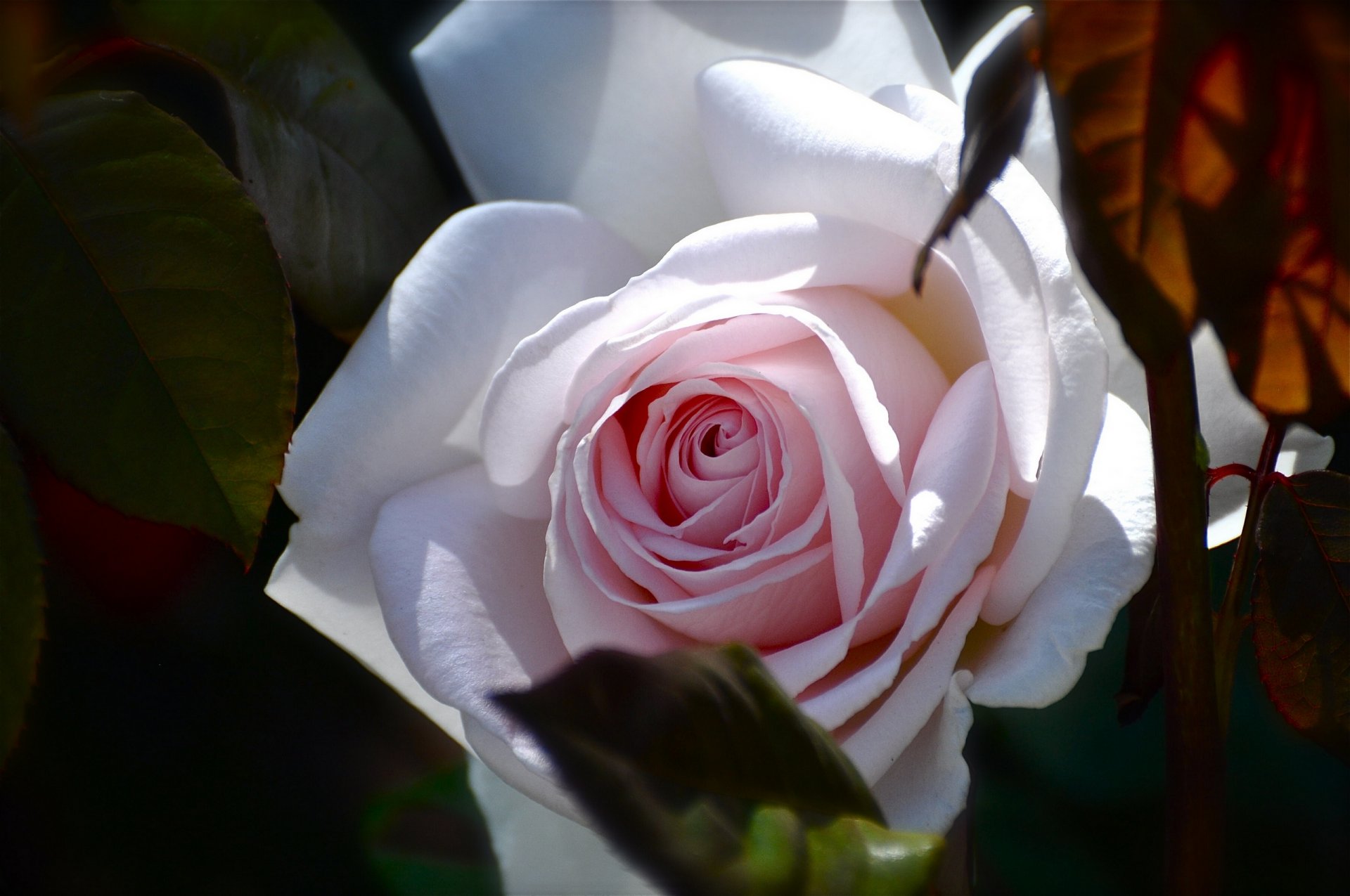 rose bourgeon gros plan