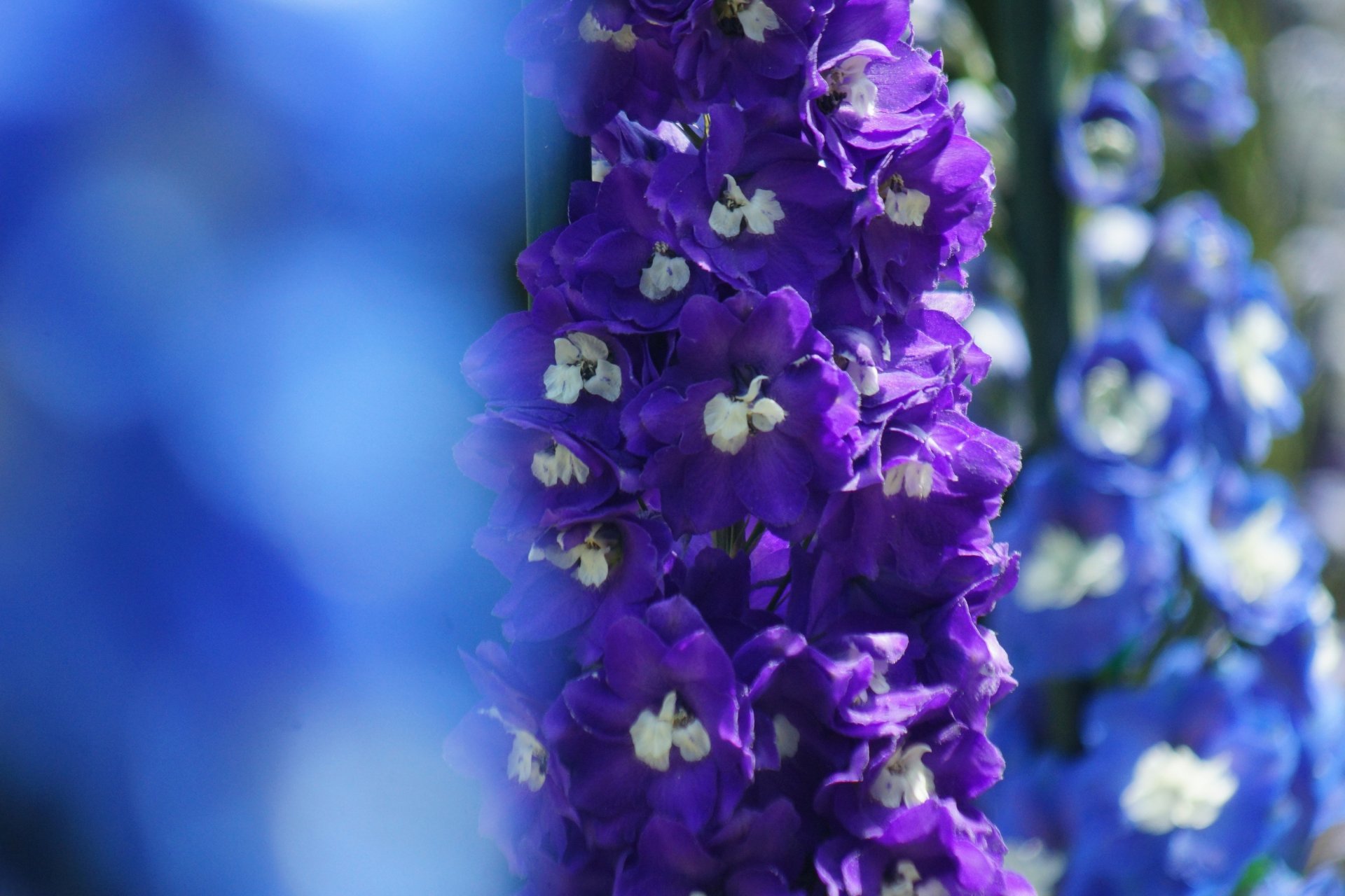 delphinium fleurs foyer lilas bleu