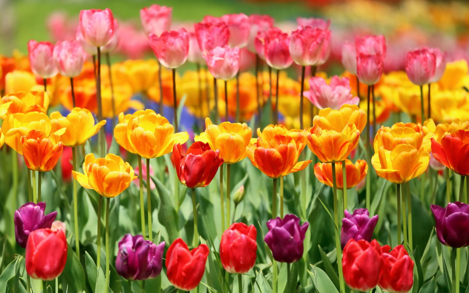 flores tulipanes naturaleza