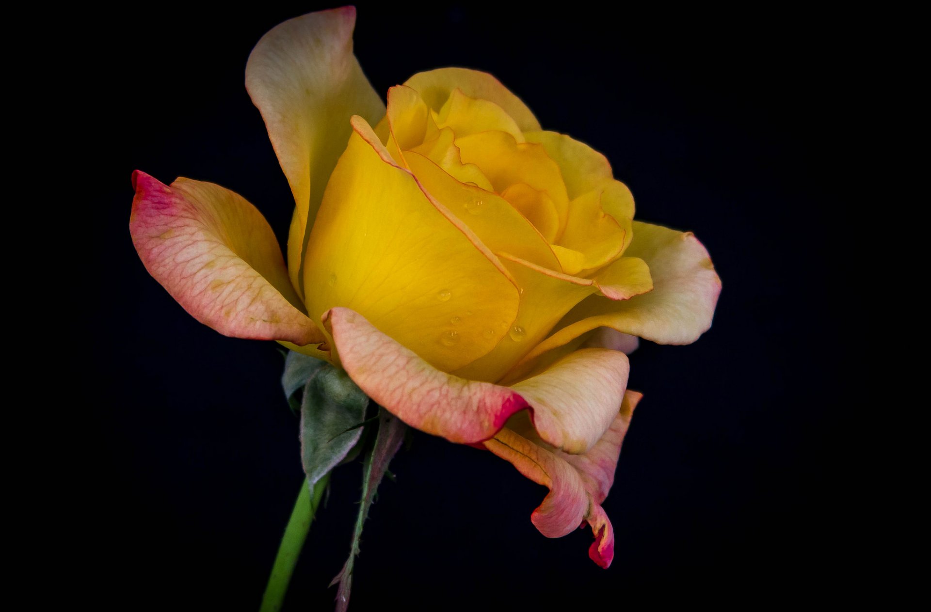 rose pétales bourgeon gouttes rosée eau gros plan