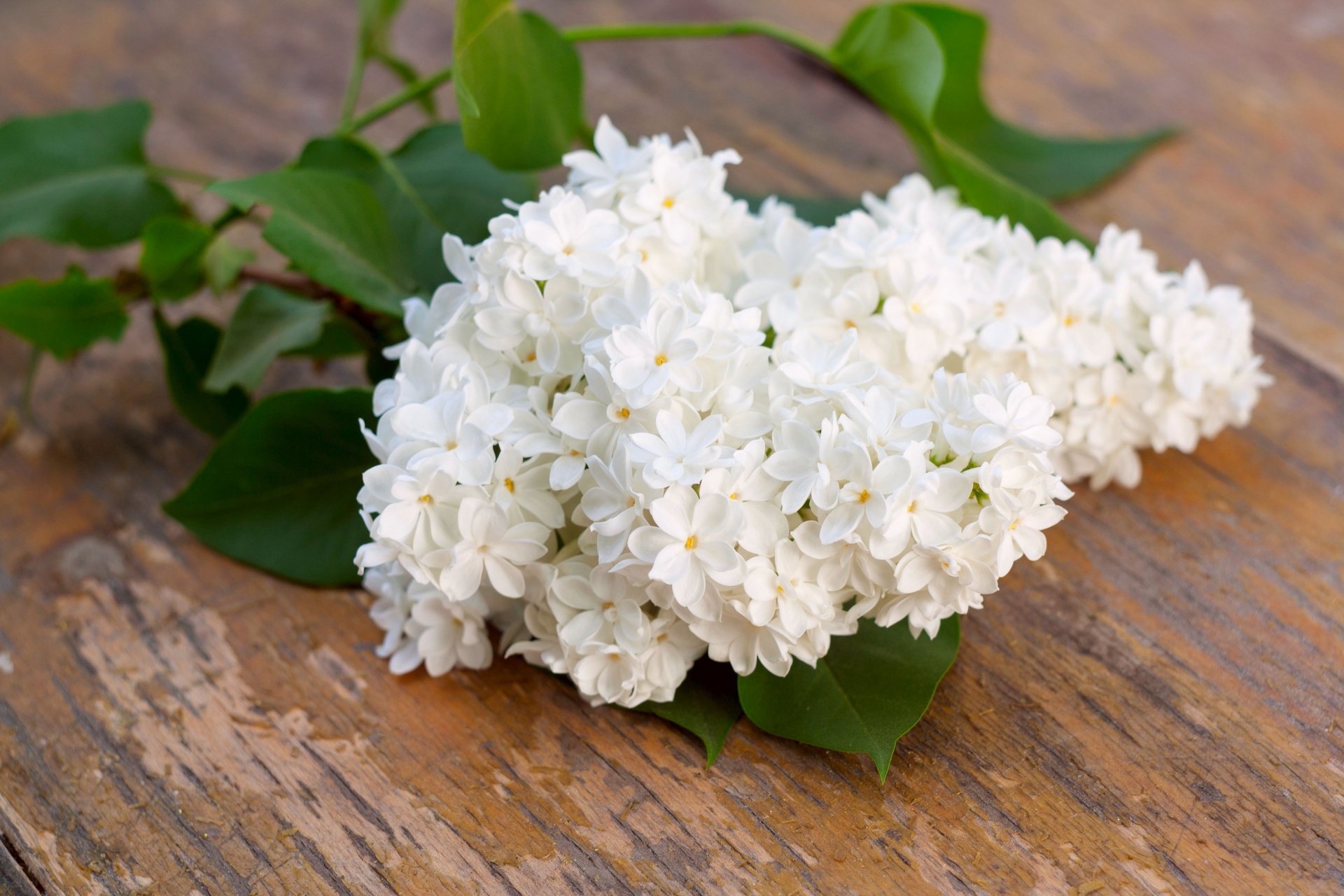 branch lilac white bloom