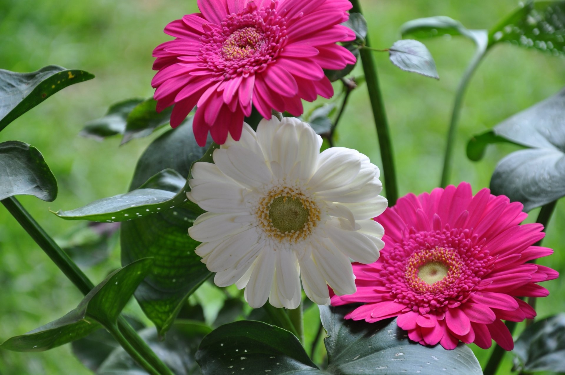 gerbera leaves close up