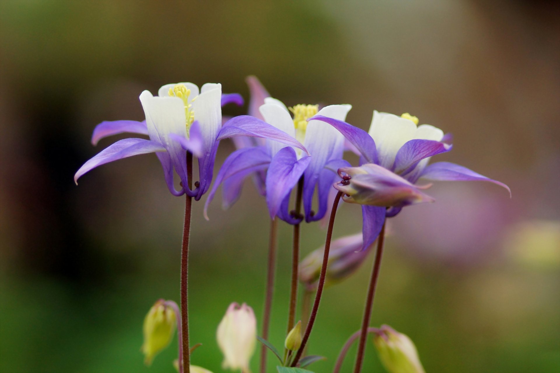 aquilegia flor lila enfoque