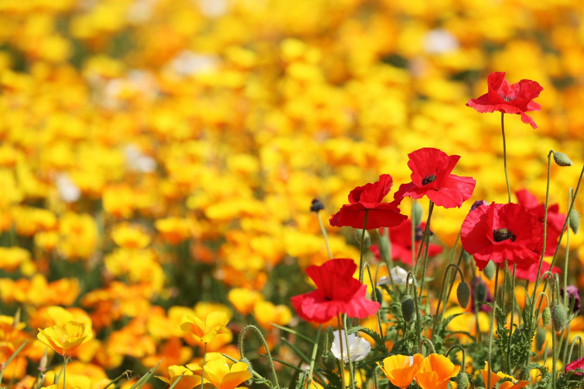 champ coquelicots jaune rouge