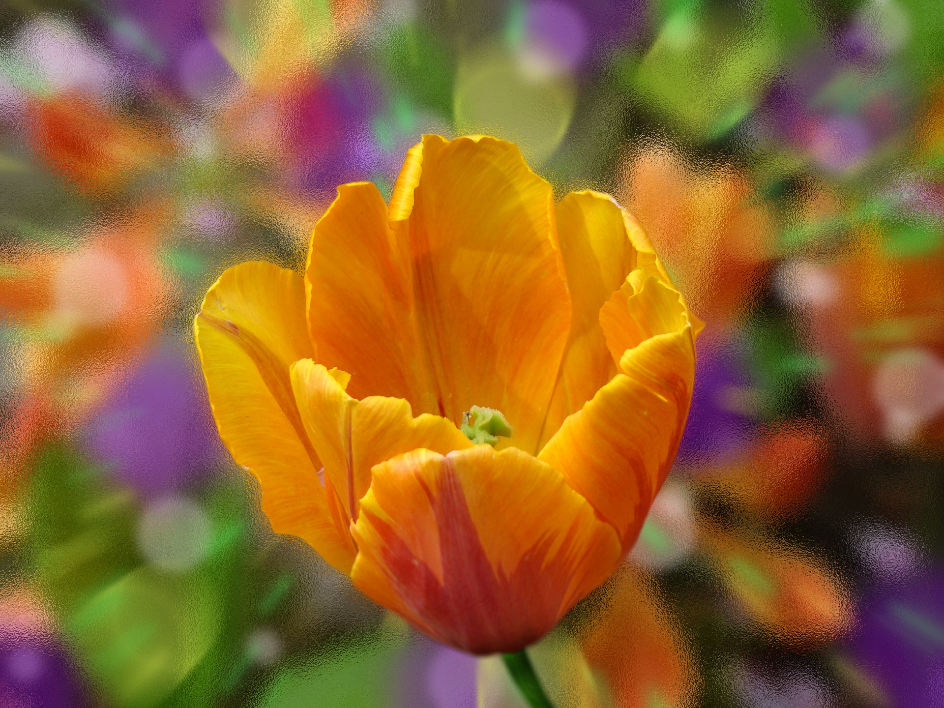 tulip flower petals close up glass flowers paint orange