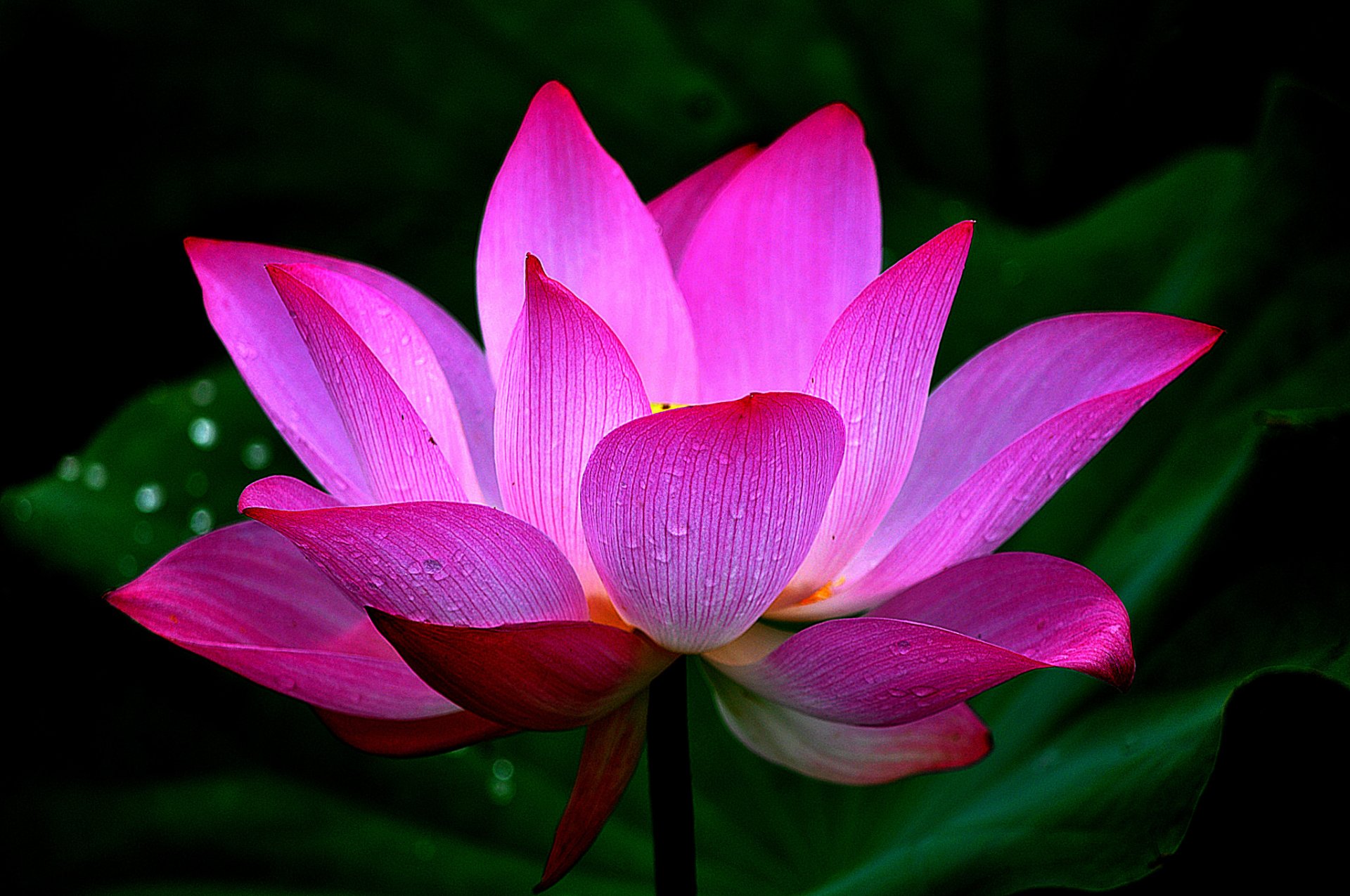 lotus petals leaves close up drops water