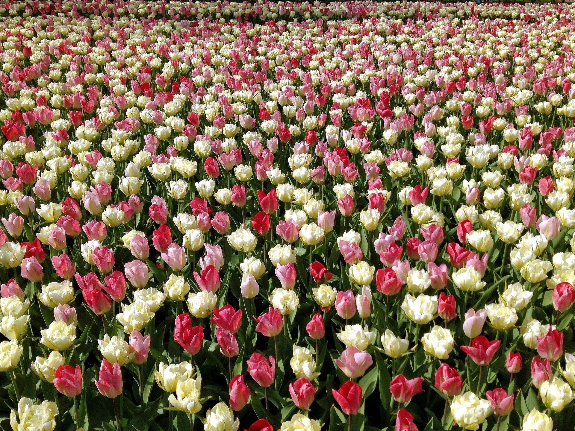 tulips buds plantation