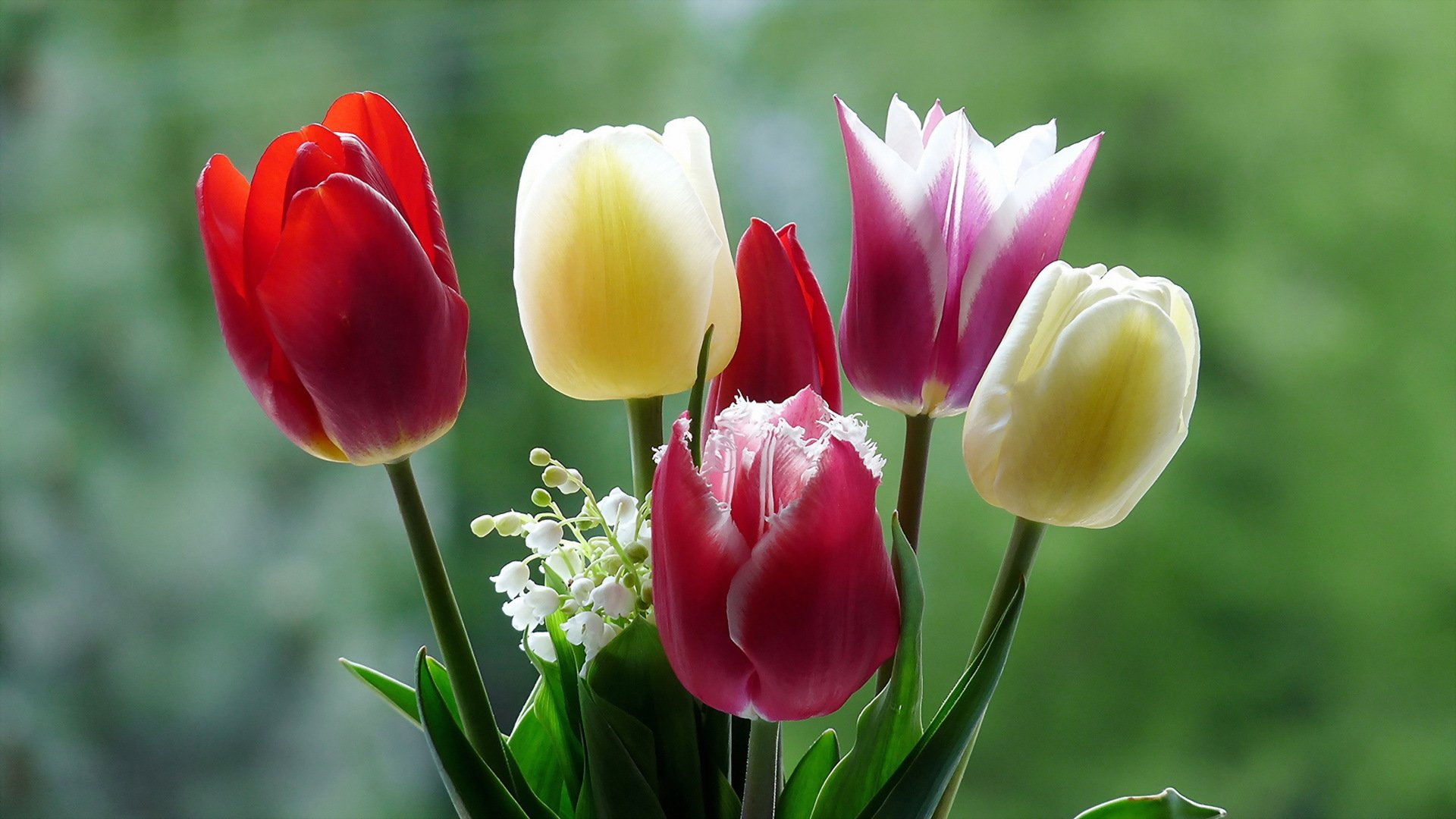 fleurs nature gros plan tulipes