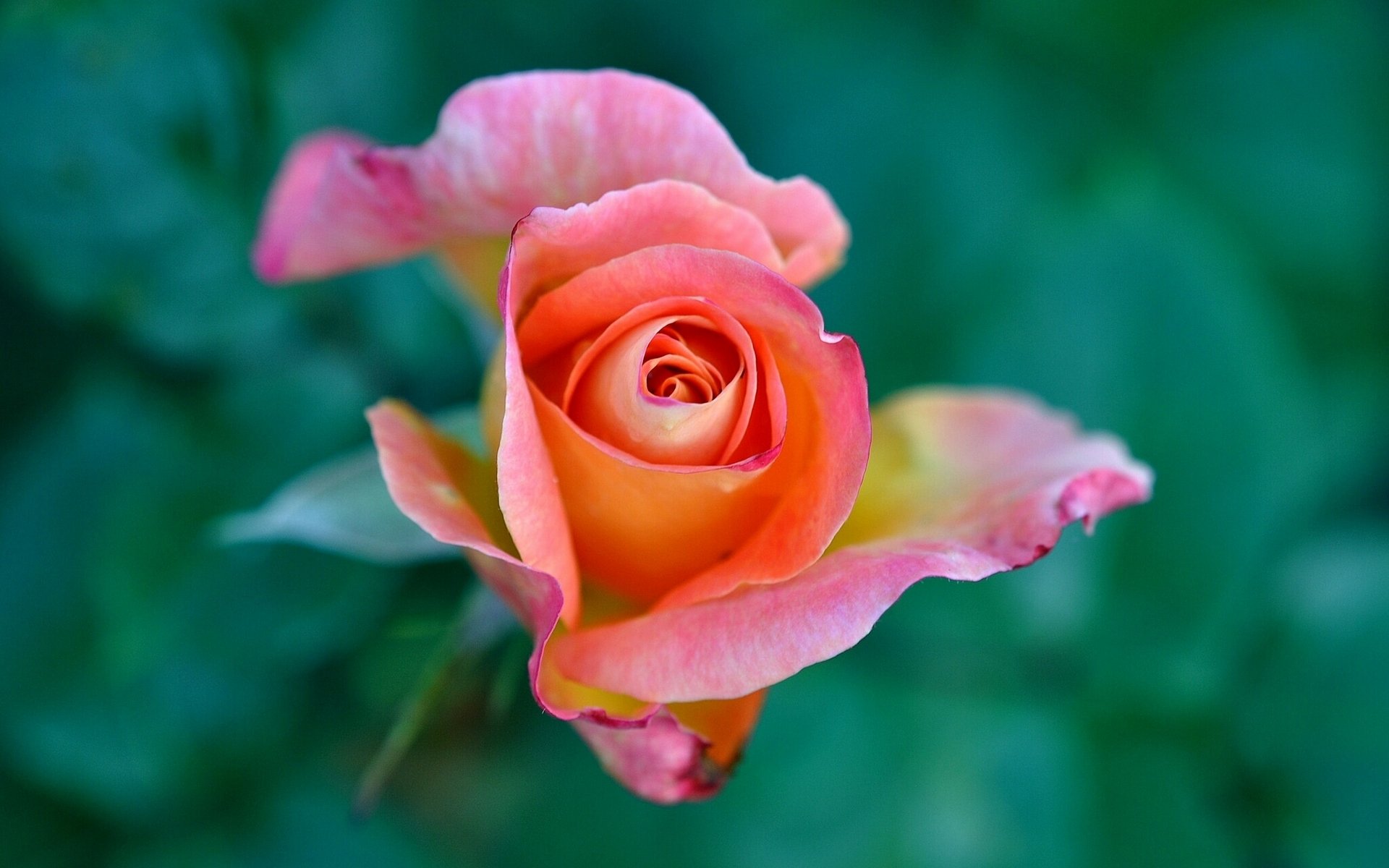 rose bud close up