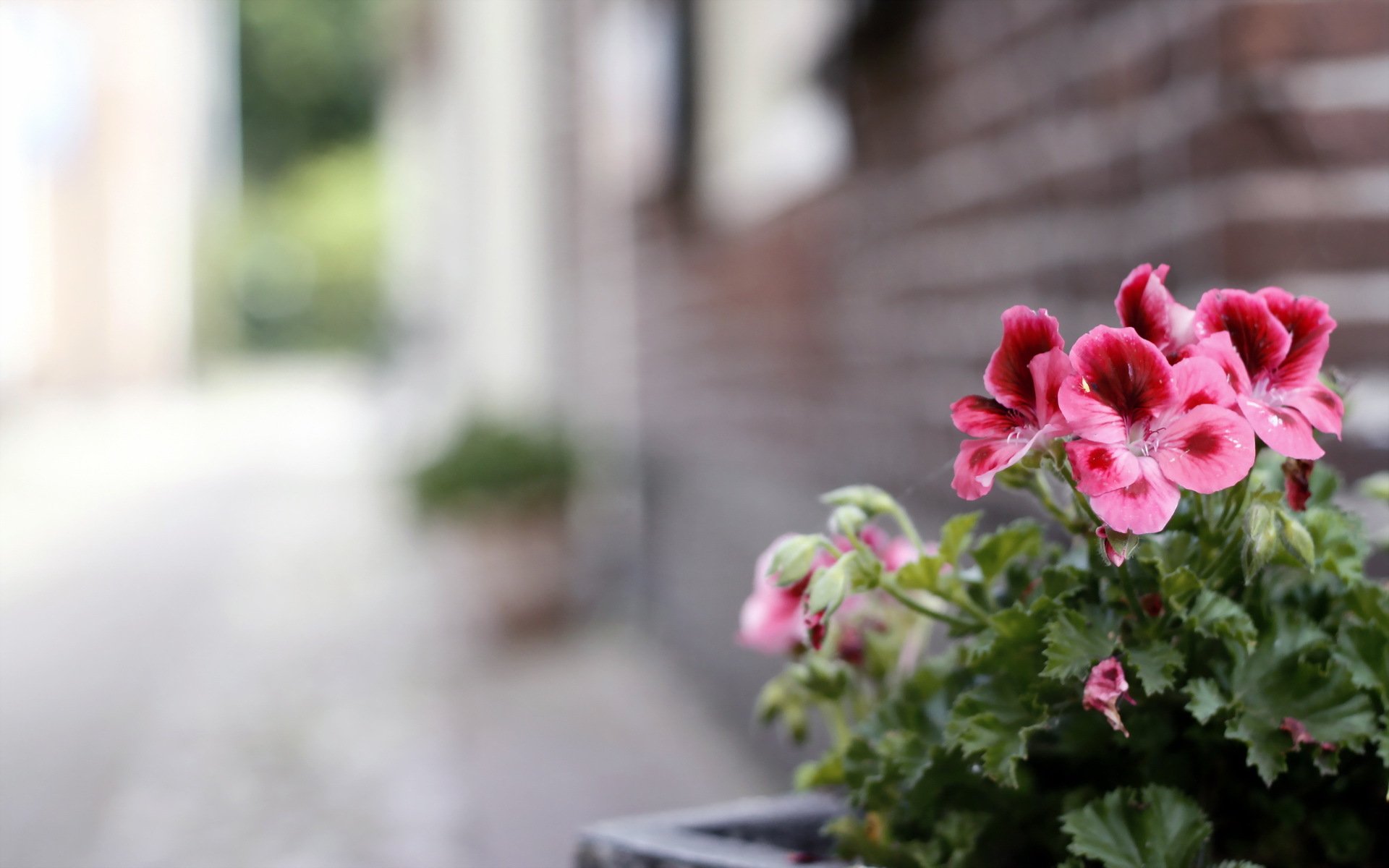 blumen straße hintergrund