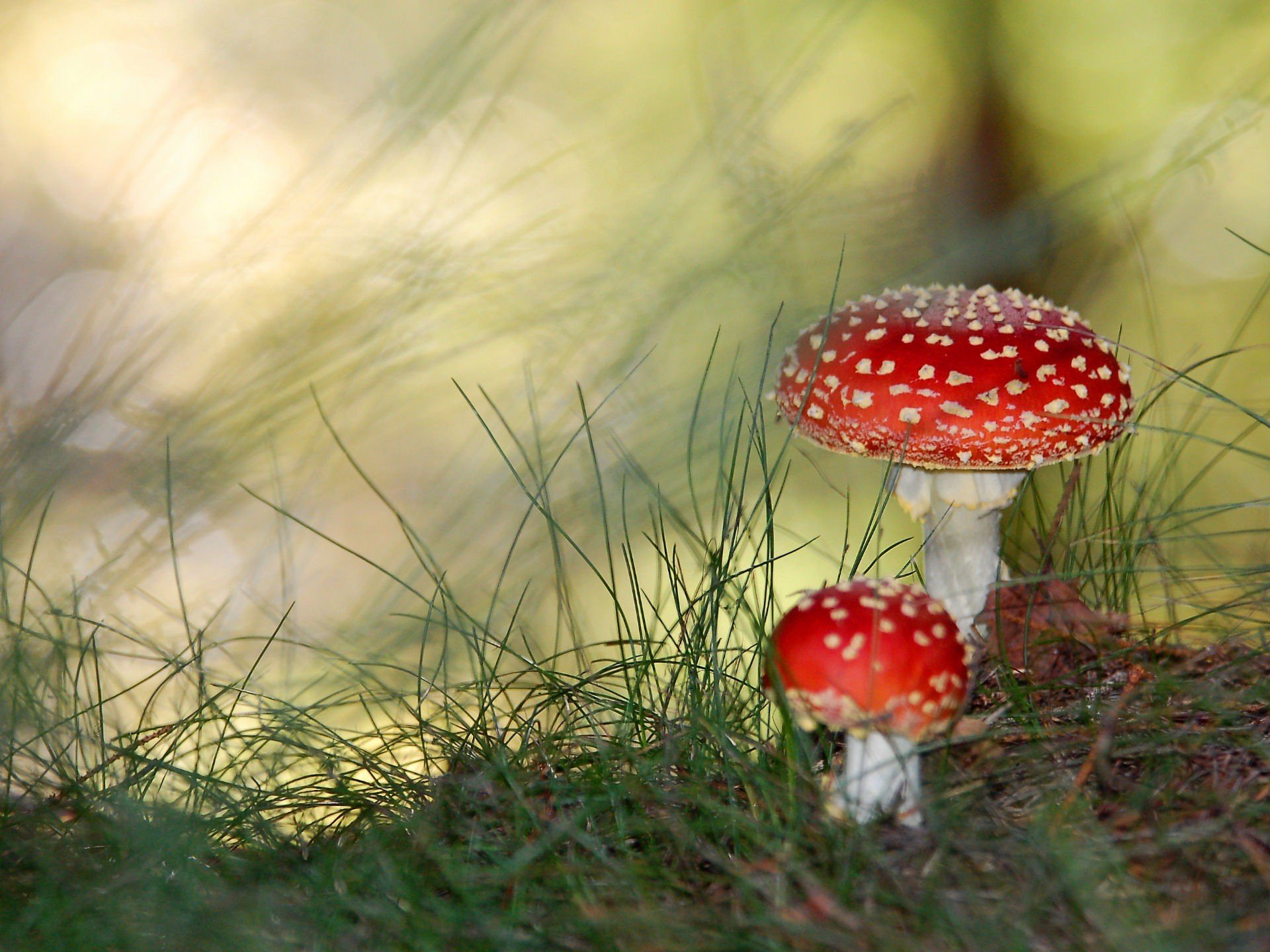 funghi paganki veleno verde erba