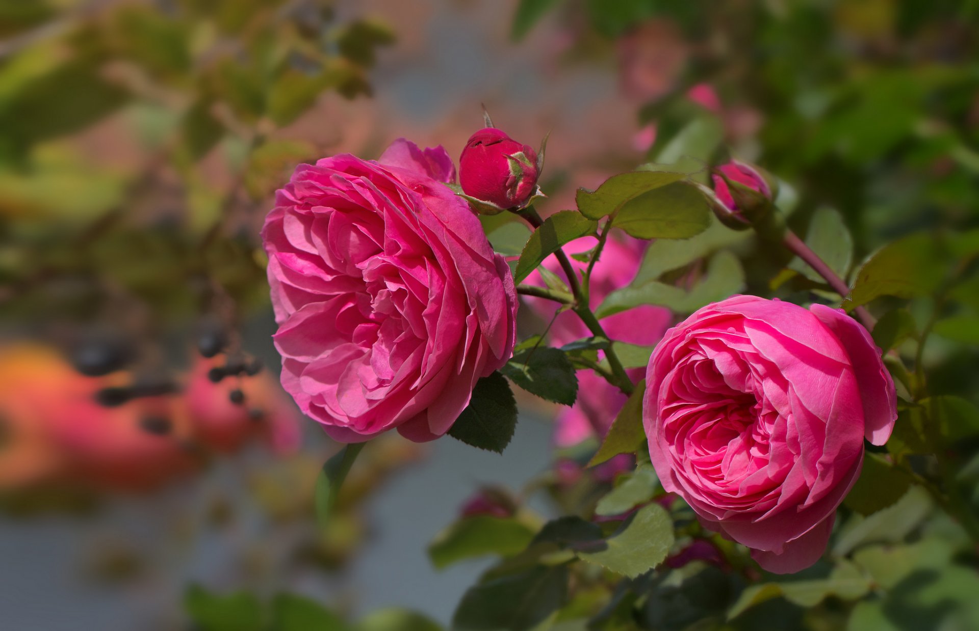 rosa rosa boccioli petali ramo foglie fioritura