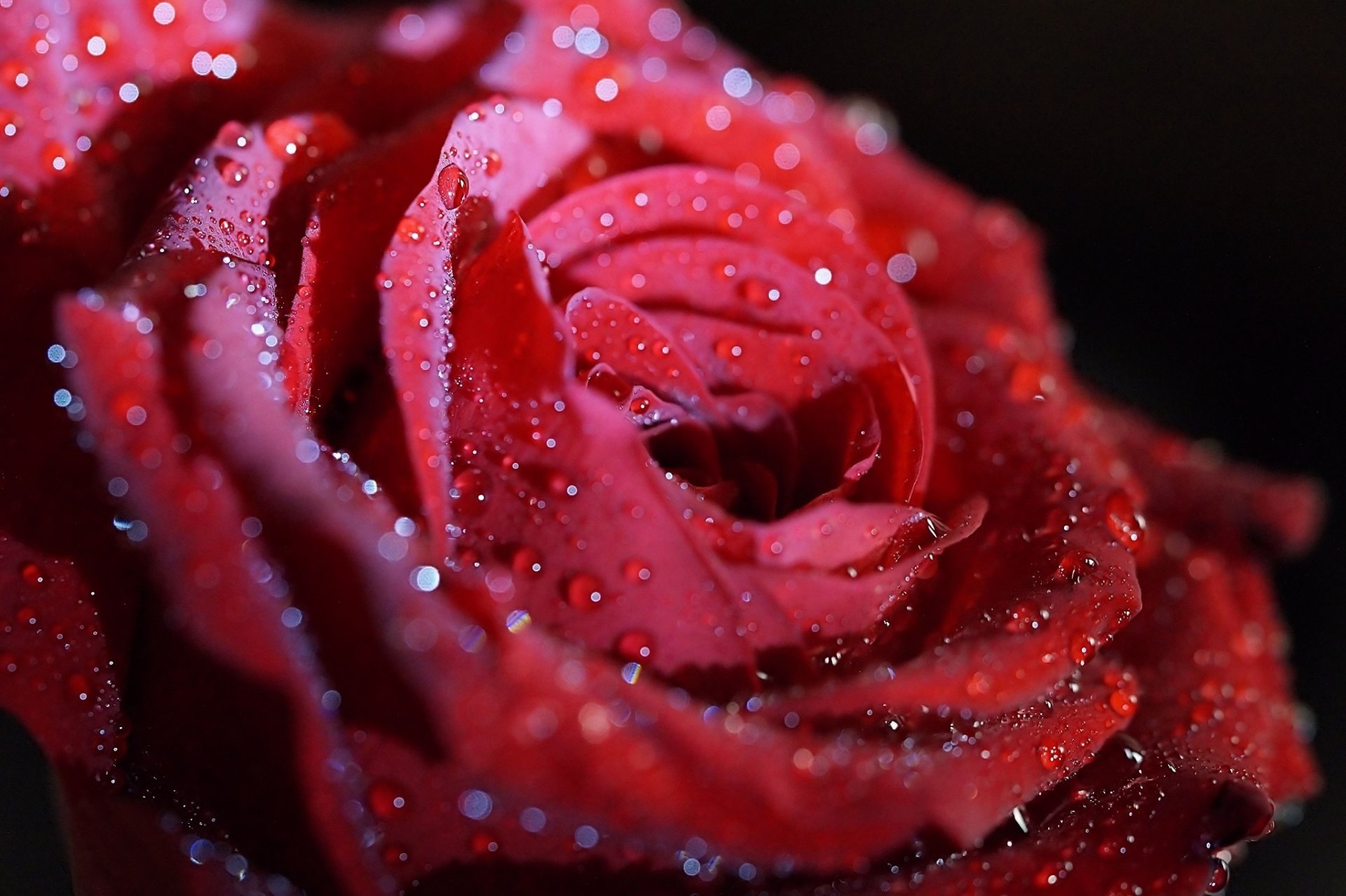 rosa flor rojo pétalos gotas brillo macro