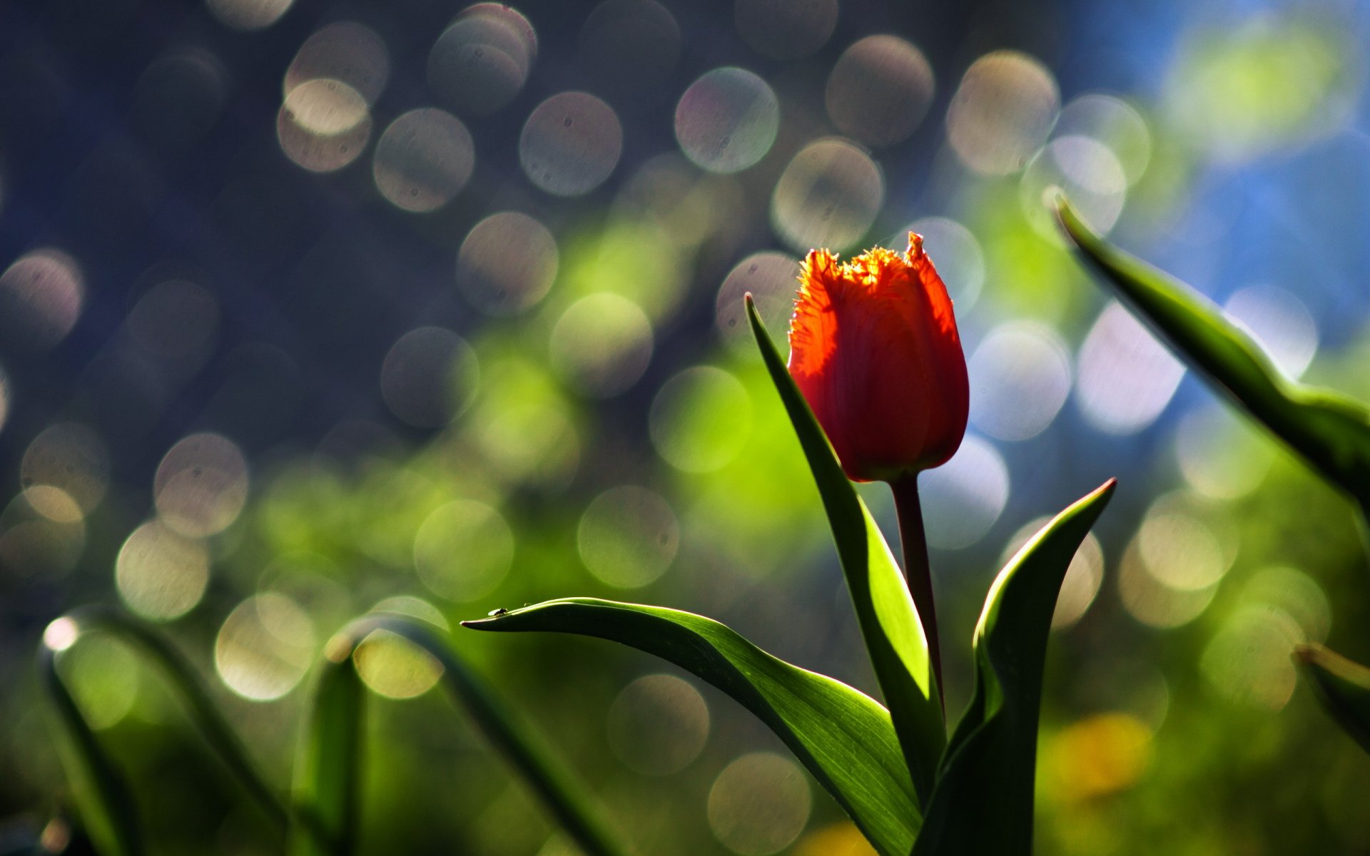 fiore tulipano macro sfondo