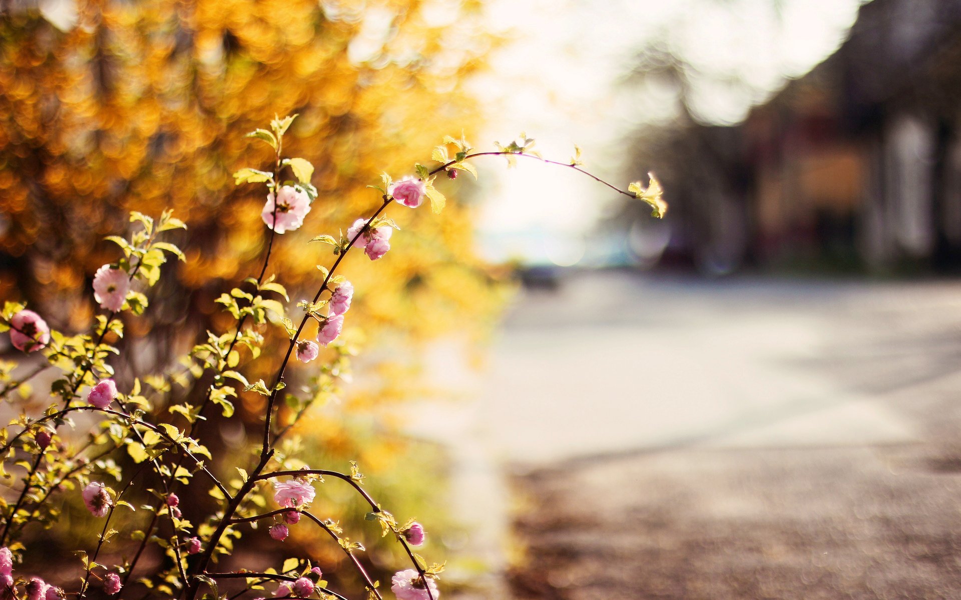 flowers flower flowers. flower greenery plants tree trees leaves blur road background wallpaper widescreen fullscreen widescreen