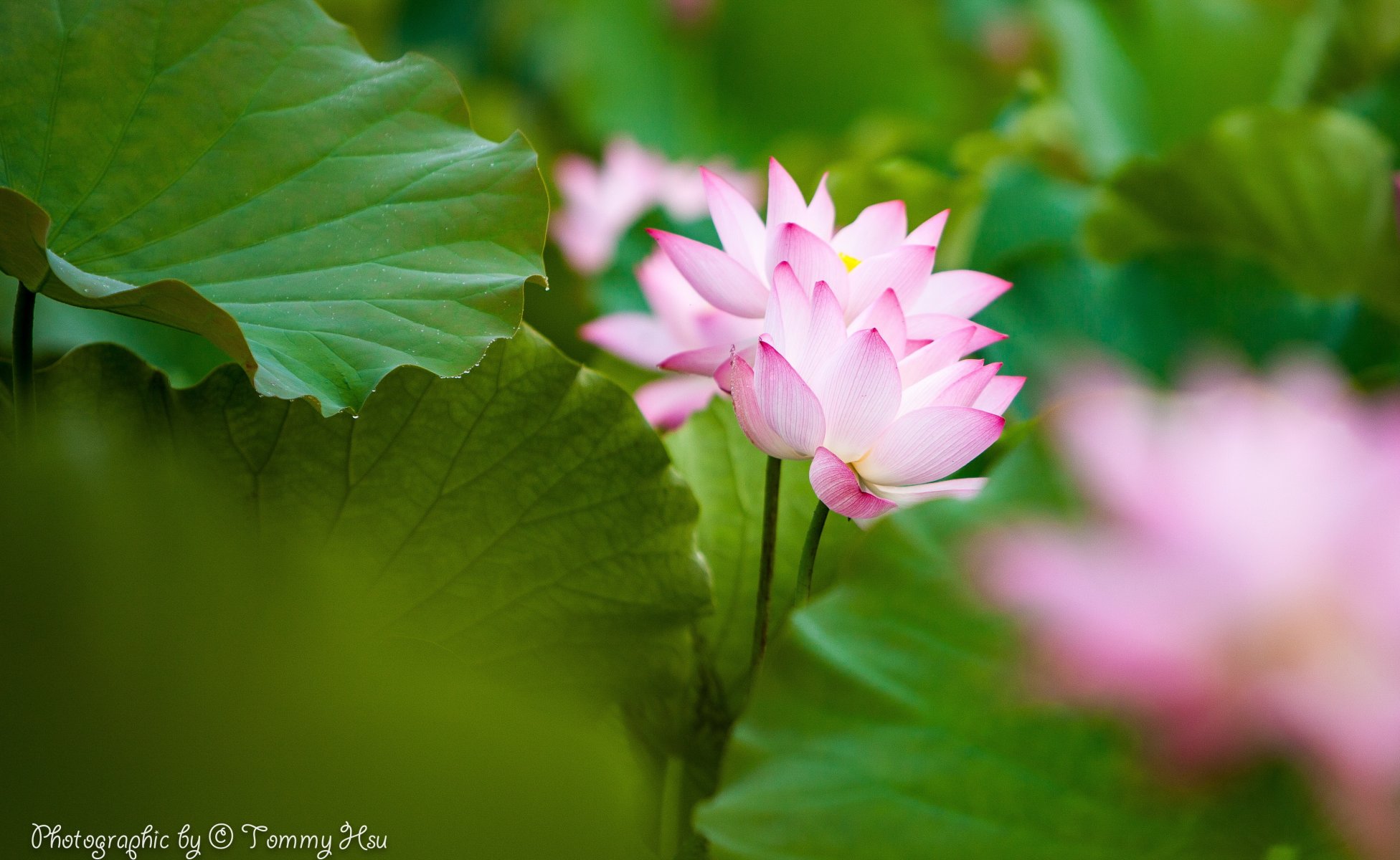 tommi hsu leaves flower lotus pink