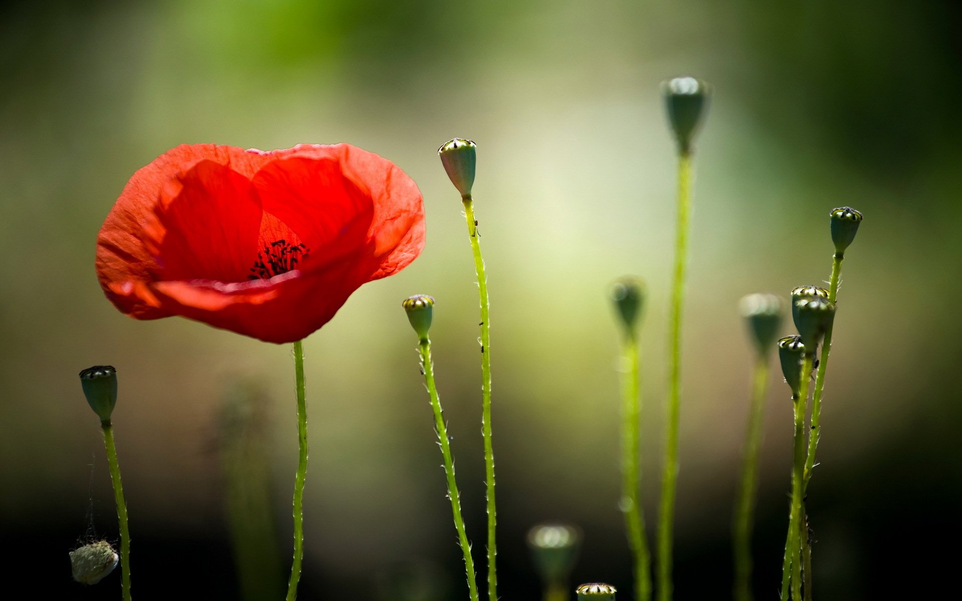 amapola naturaleza macro