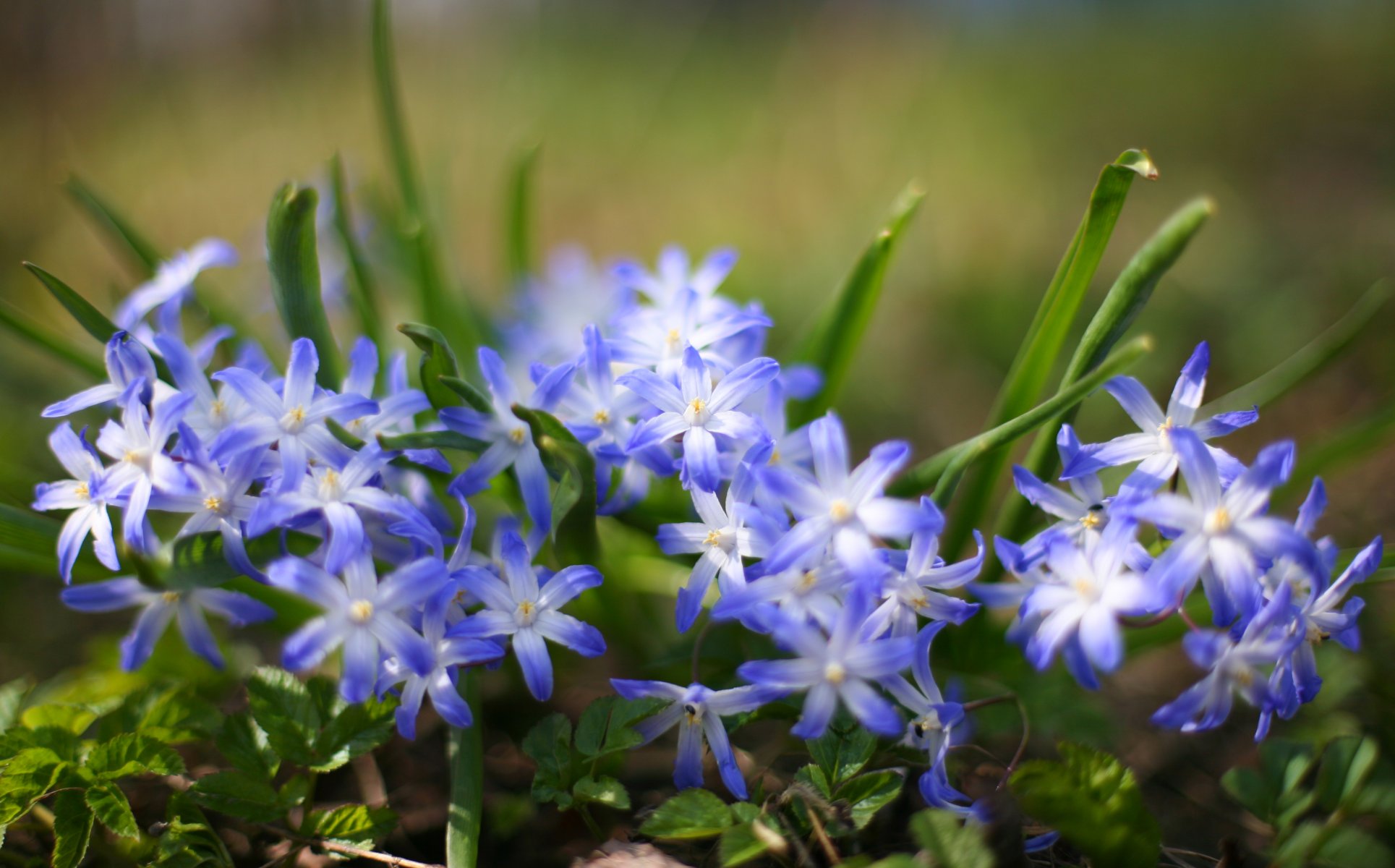 nature close up flower plants grass blur