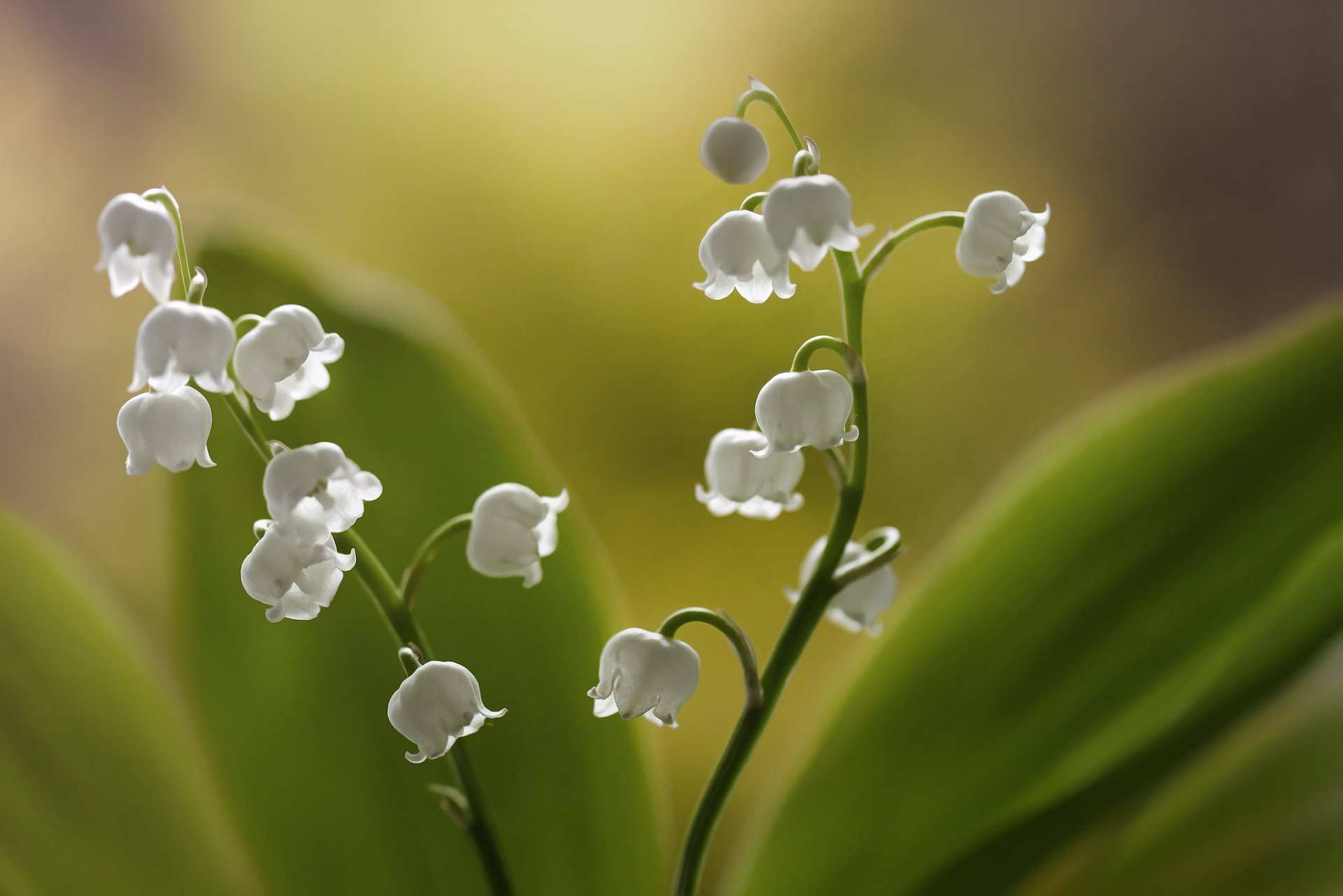 flower lily of the valley background