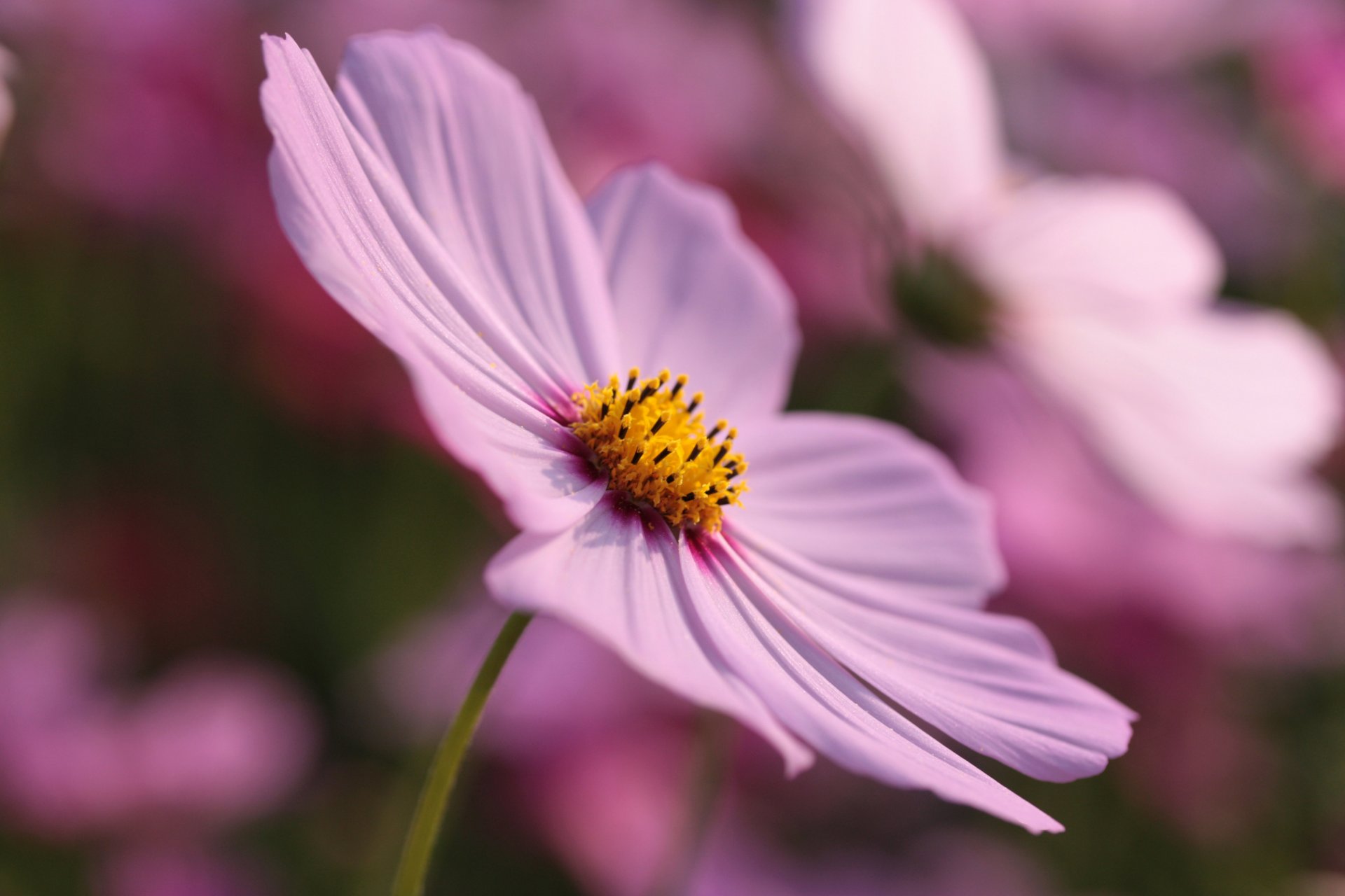 cosmea fleur fleur pétales été floraison nature gros plan