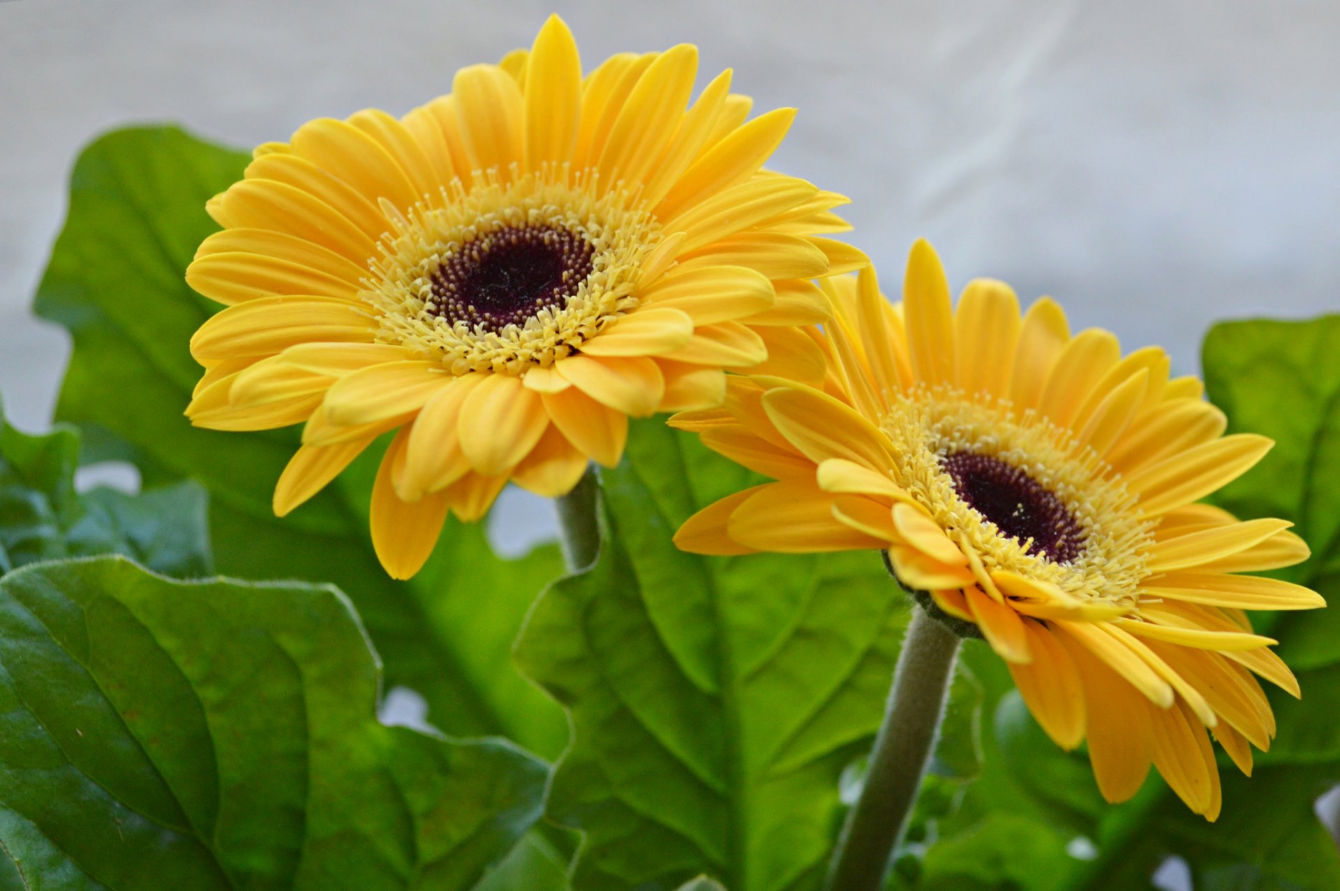 gerberas pétalos hojas naturaleza