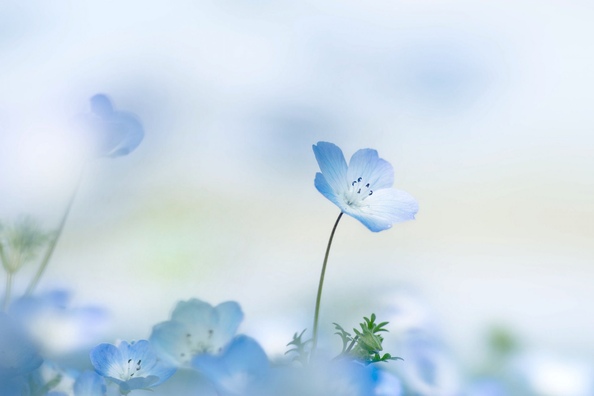 nemophila fiore fiore petali estate sfondo