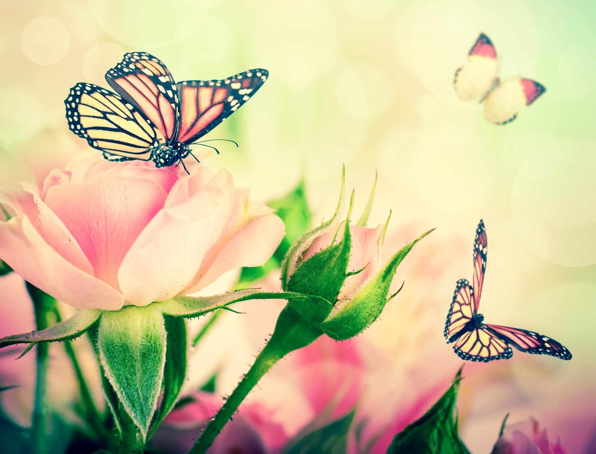 blumen rosen knospen blätter schmetterlinge