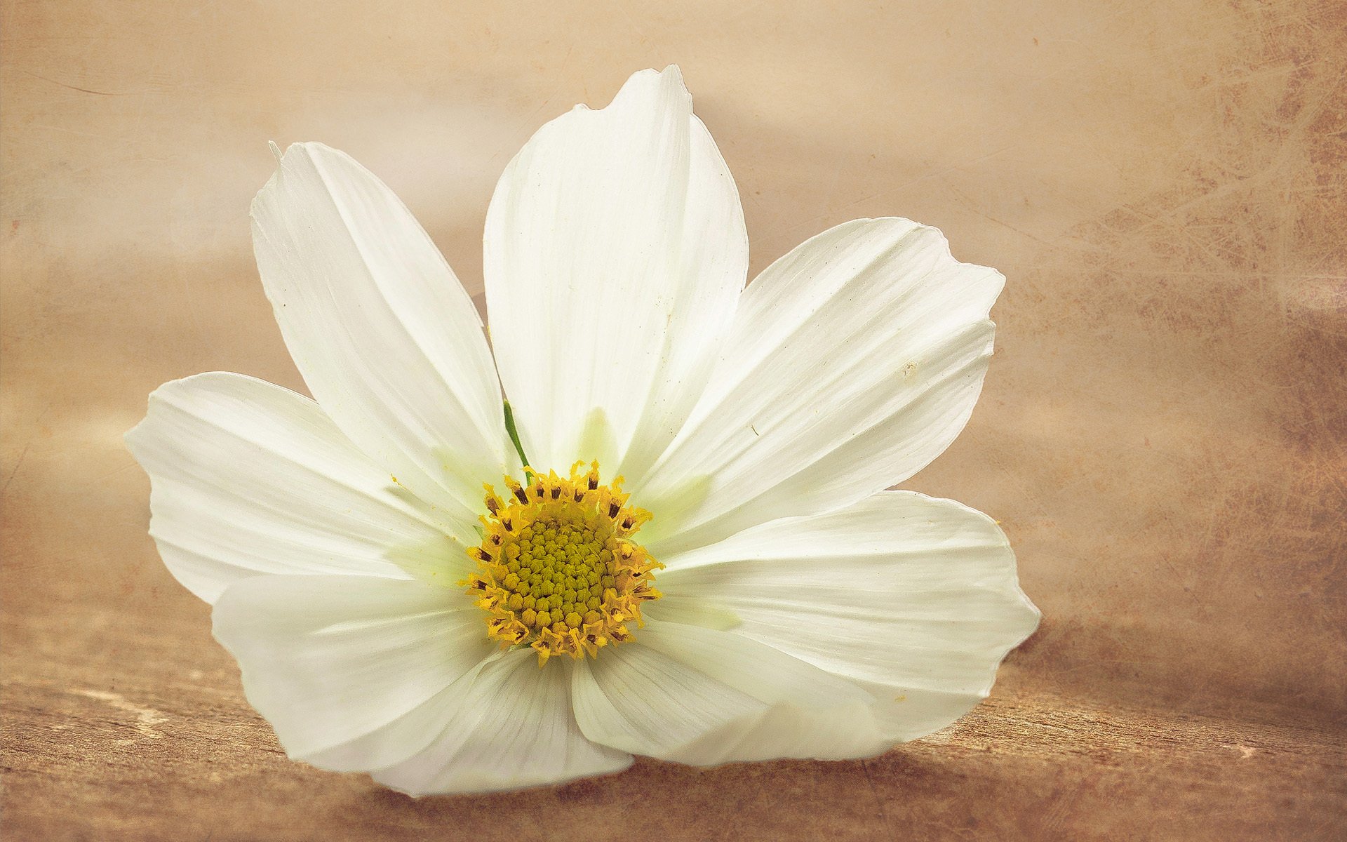 flor cosmea blanco macro tratamiento superficie