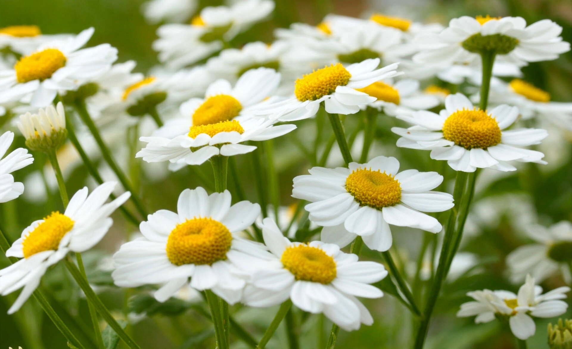 chamomile summer close up