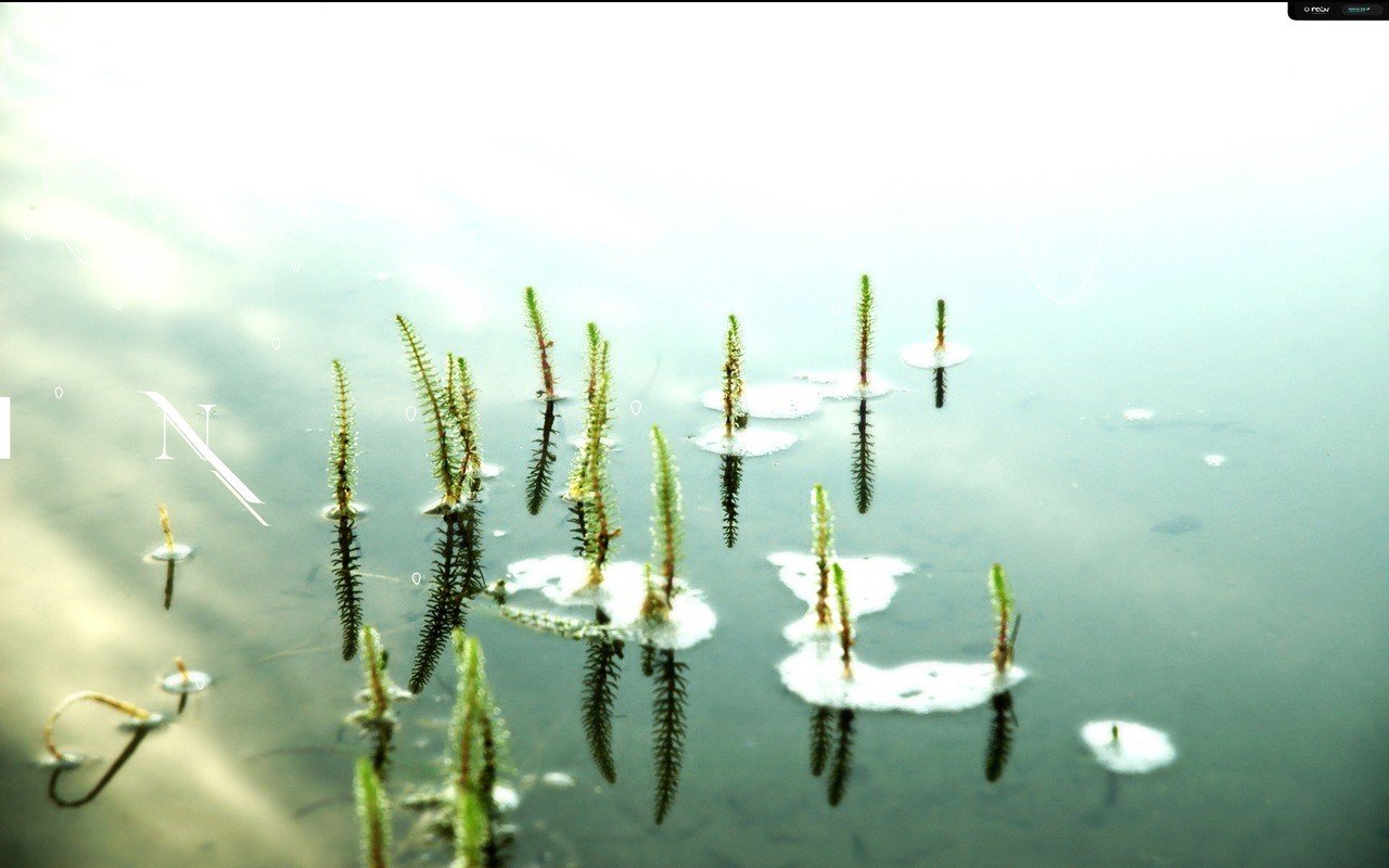 umore solitudine acqua stagno gigli