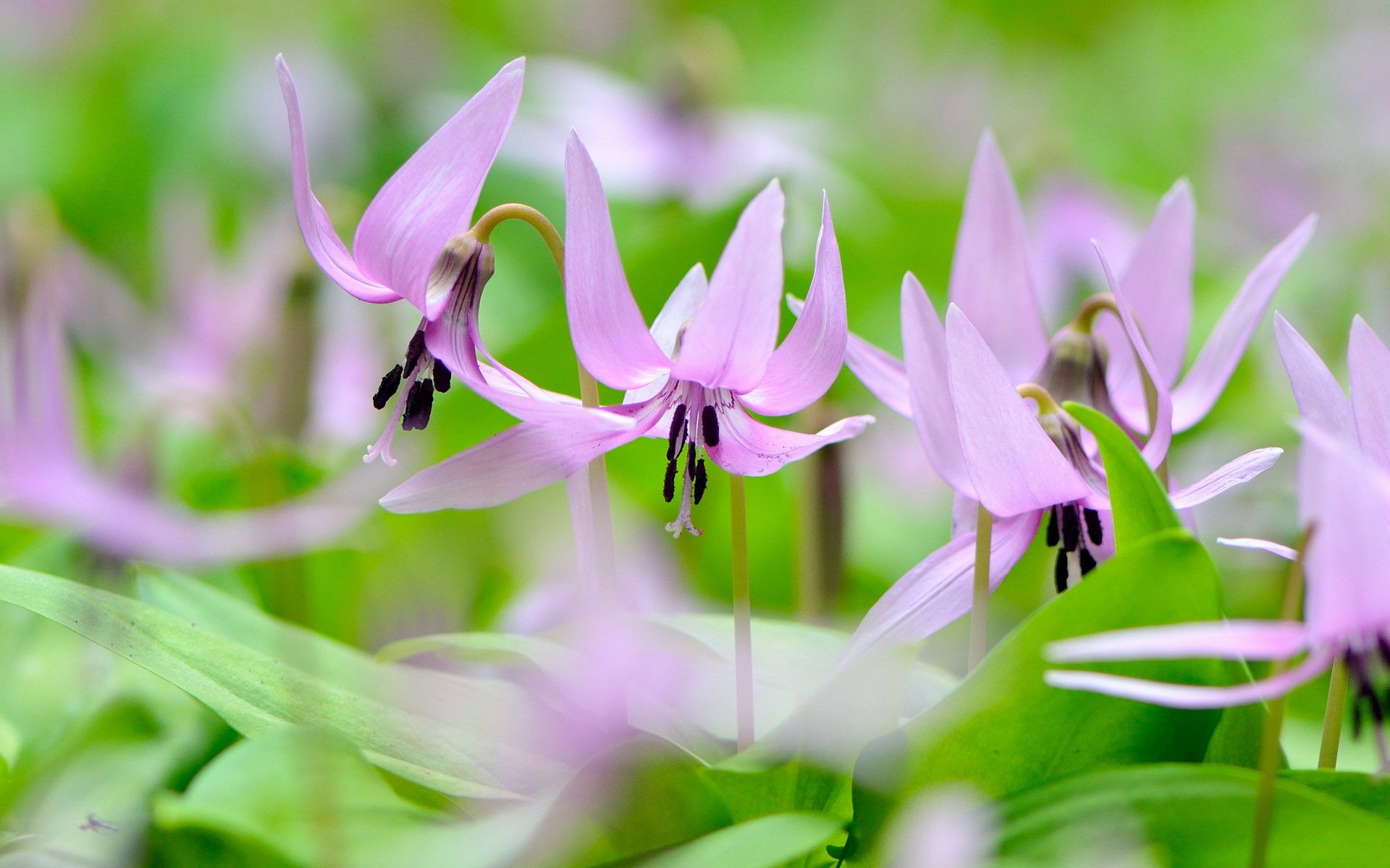 leaves flower pink-purple spring