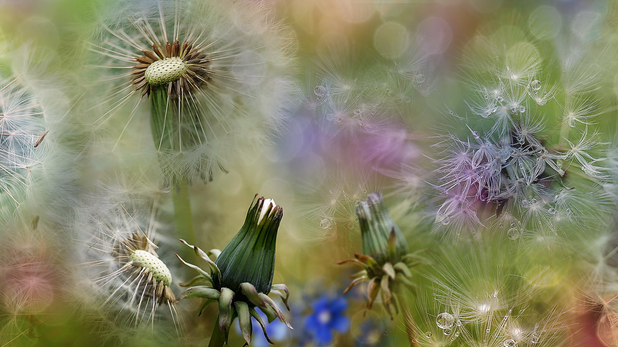 dandelions close up spring summer