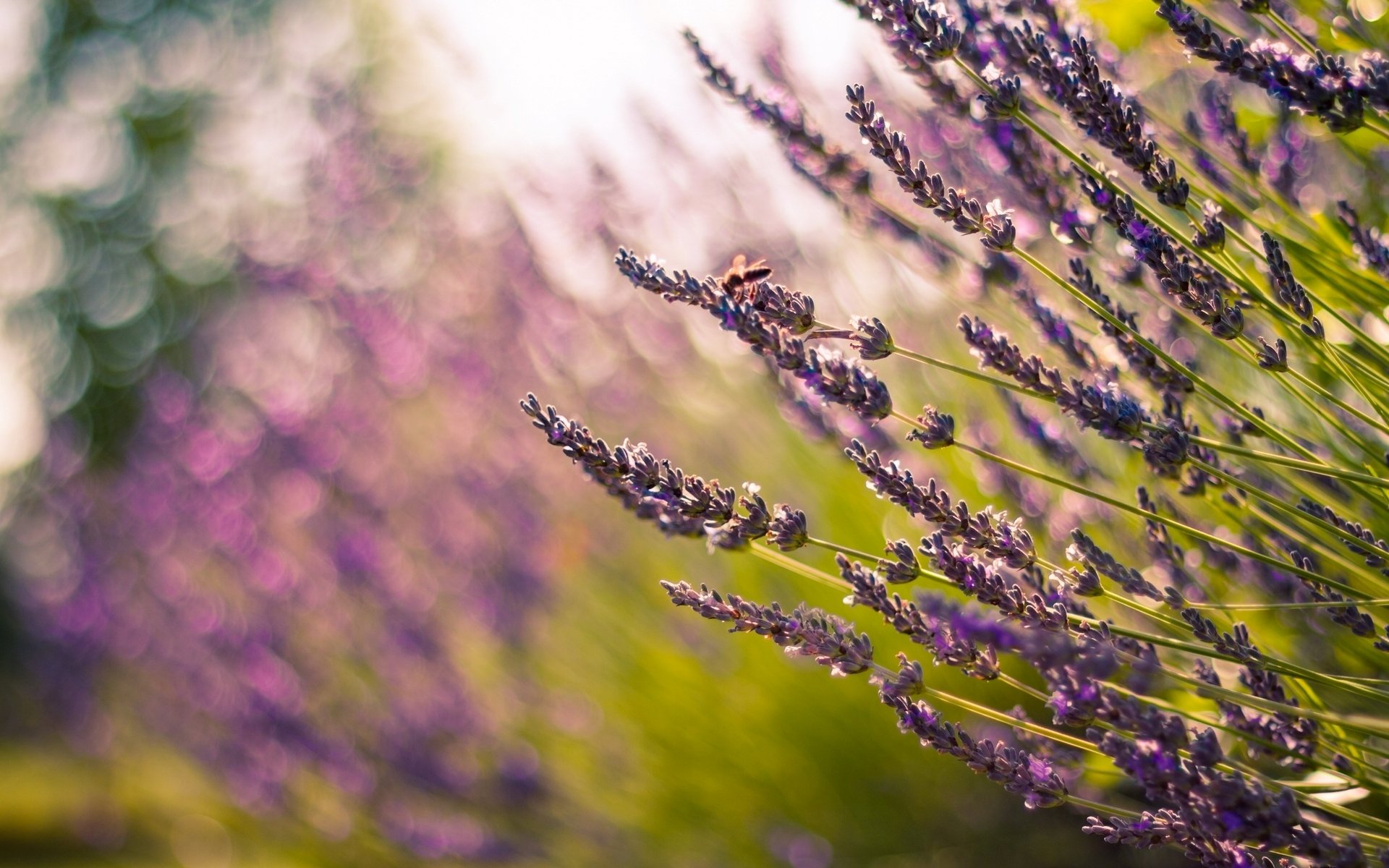 blumen natur blumen feld unschärfe