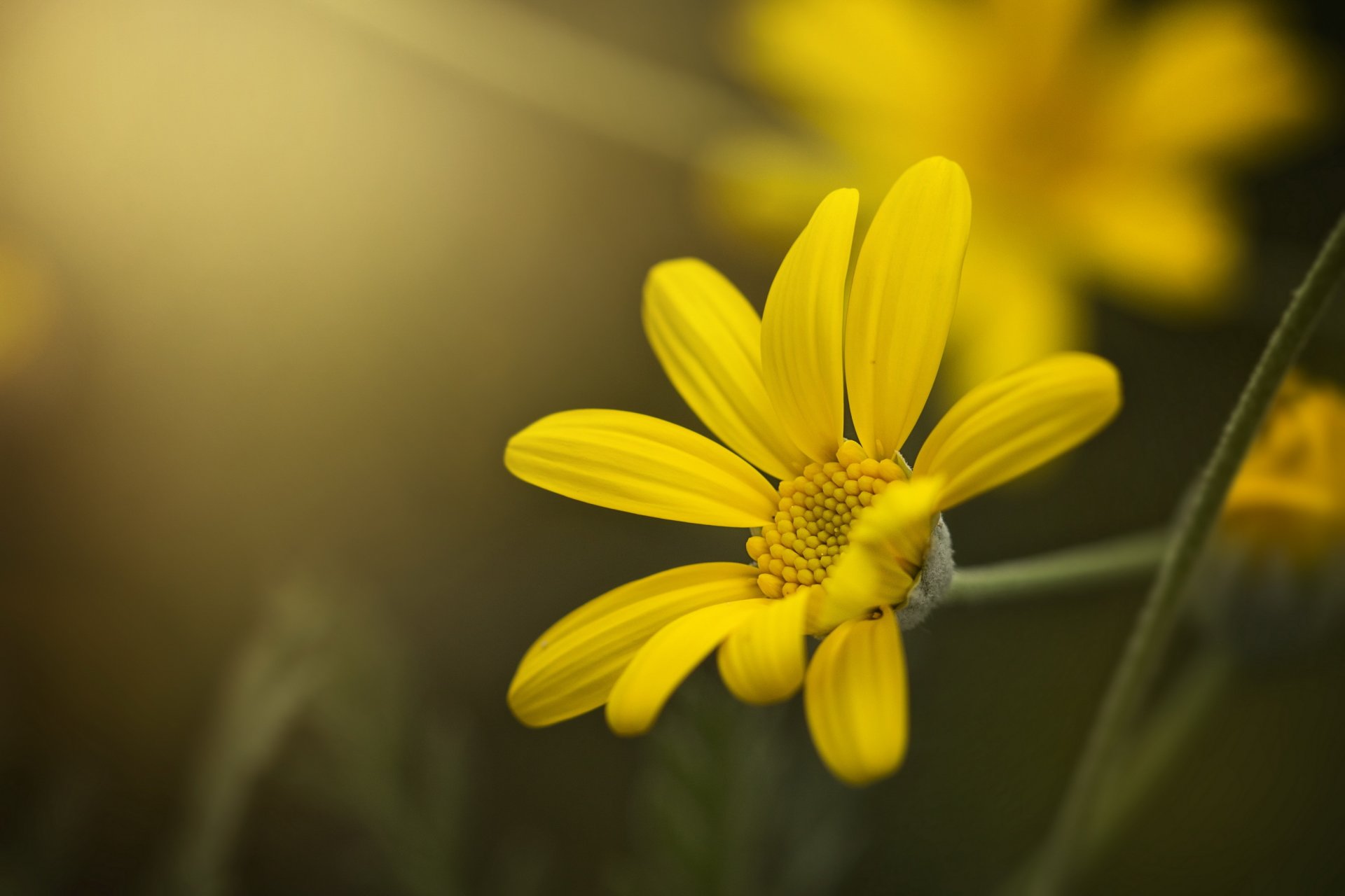 flower yellow petals bokeh close up