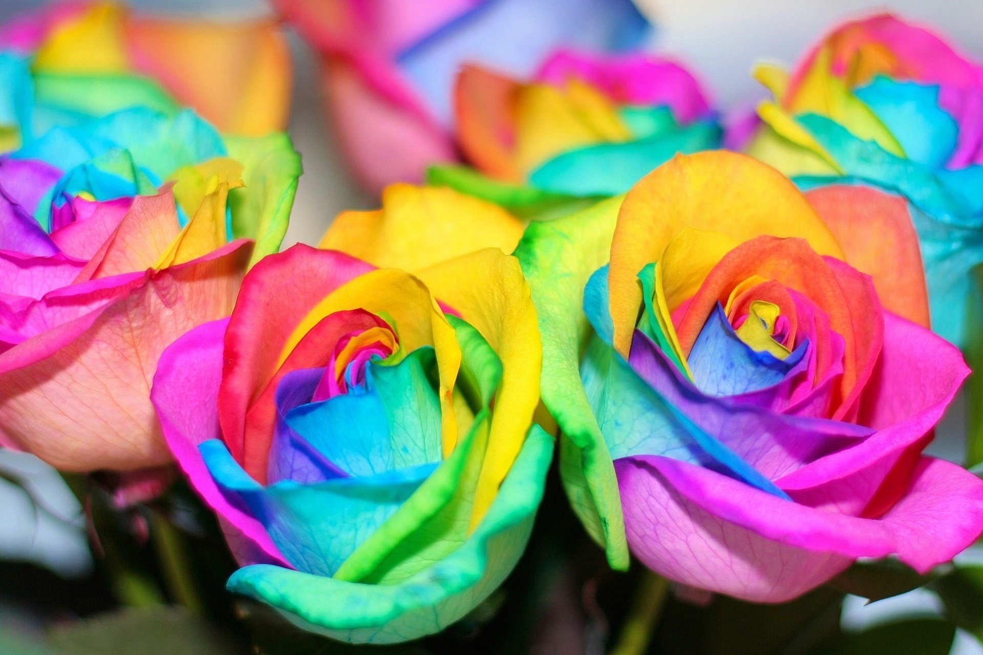 bunt blumen regenbogen rosen