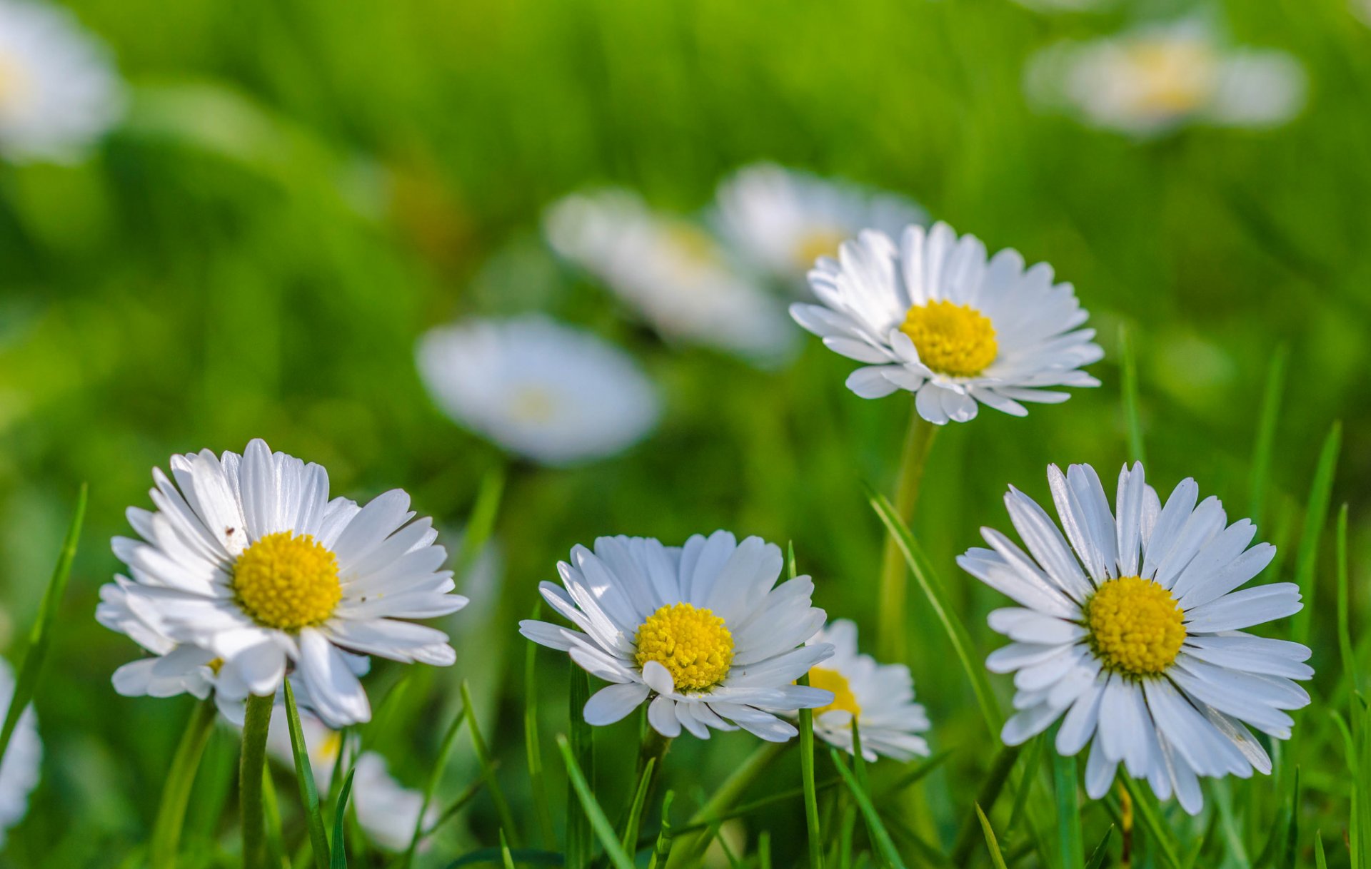 champ prairie herbe pétales marguerites