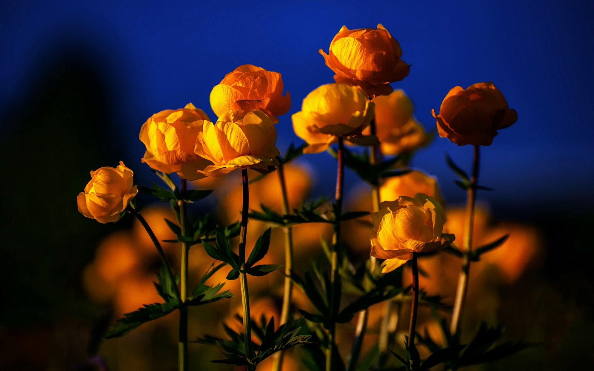 fleurs nature lumière