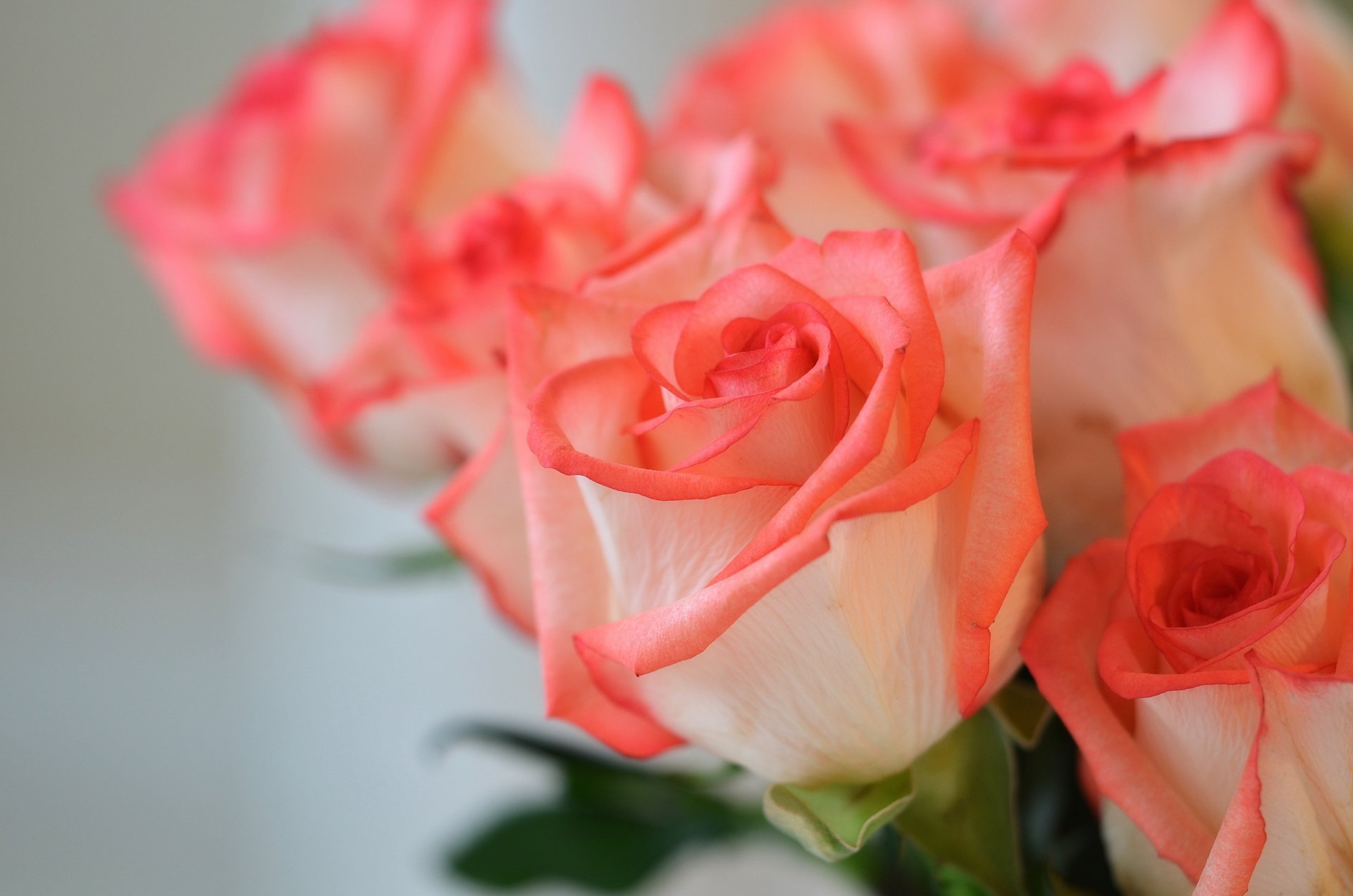 flower roses background